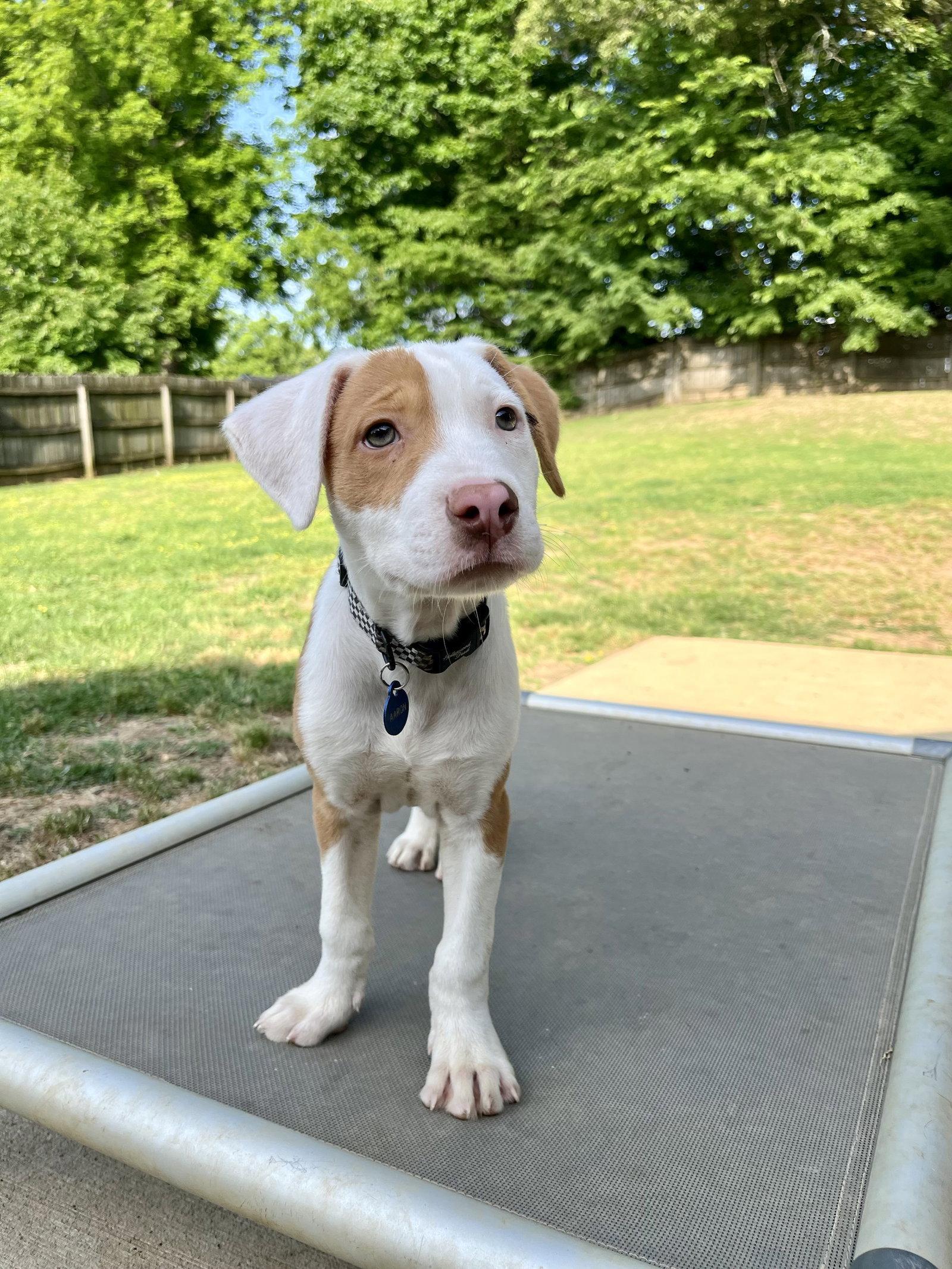 AARON HOTCHNER, a Adopted mixed breed in Bristol, VA image 3/3