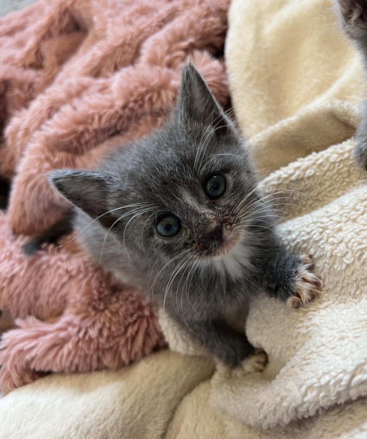 Ophelia, Adopted, Young Female Domestic Medium Hair.