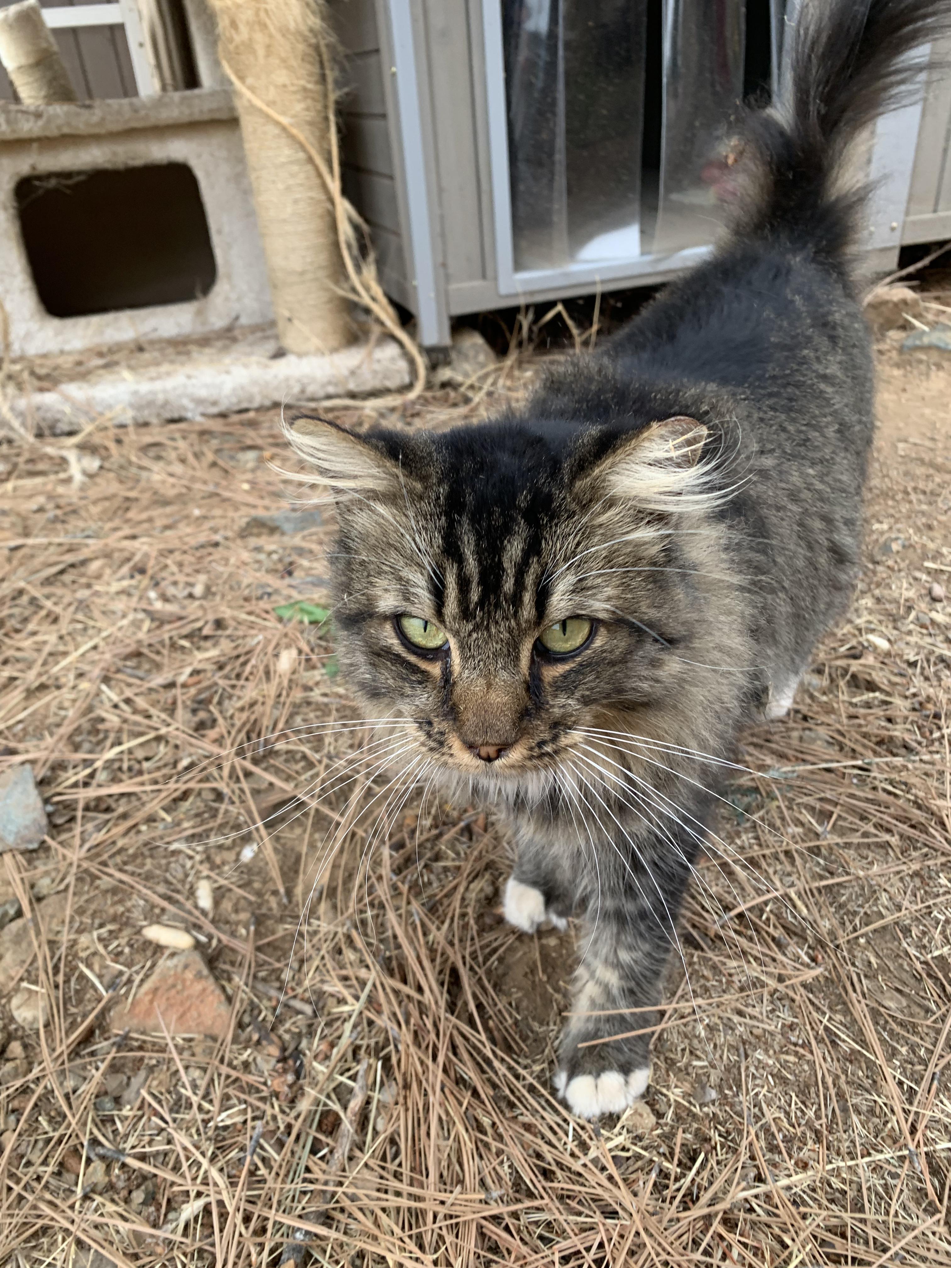 Enlarge Tall Boy, a Adoptable Domestic Long Hair in Grass Valley, CA image 2/4