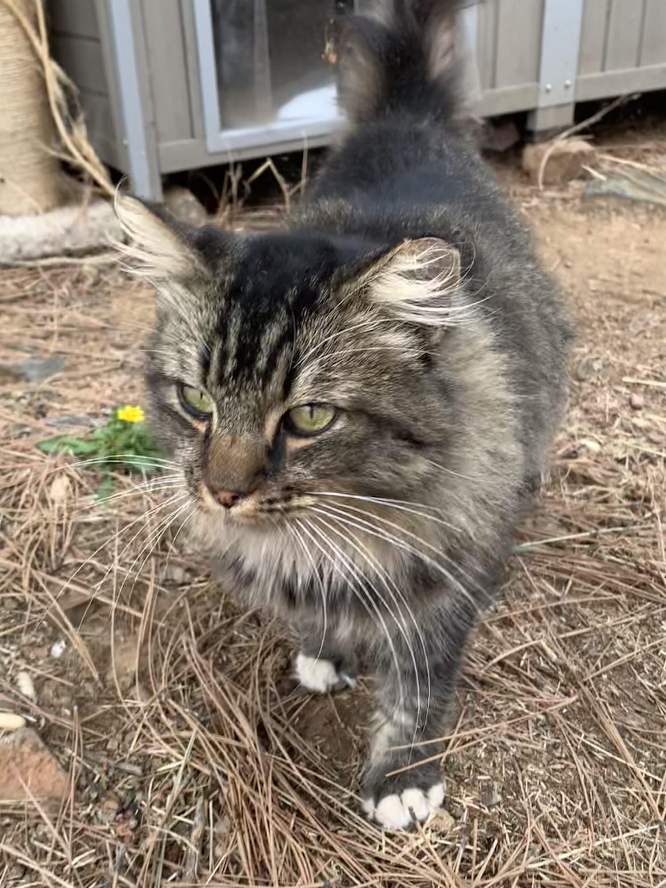 Enlarge Tall Boy, a Adoptable Domestic Long Hair in Grass Valley, CA image 3/4