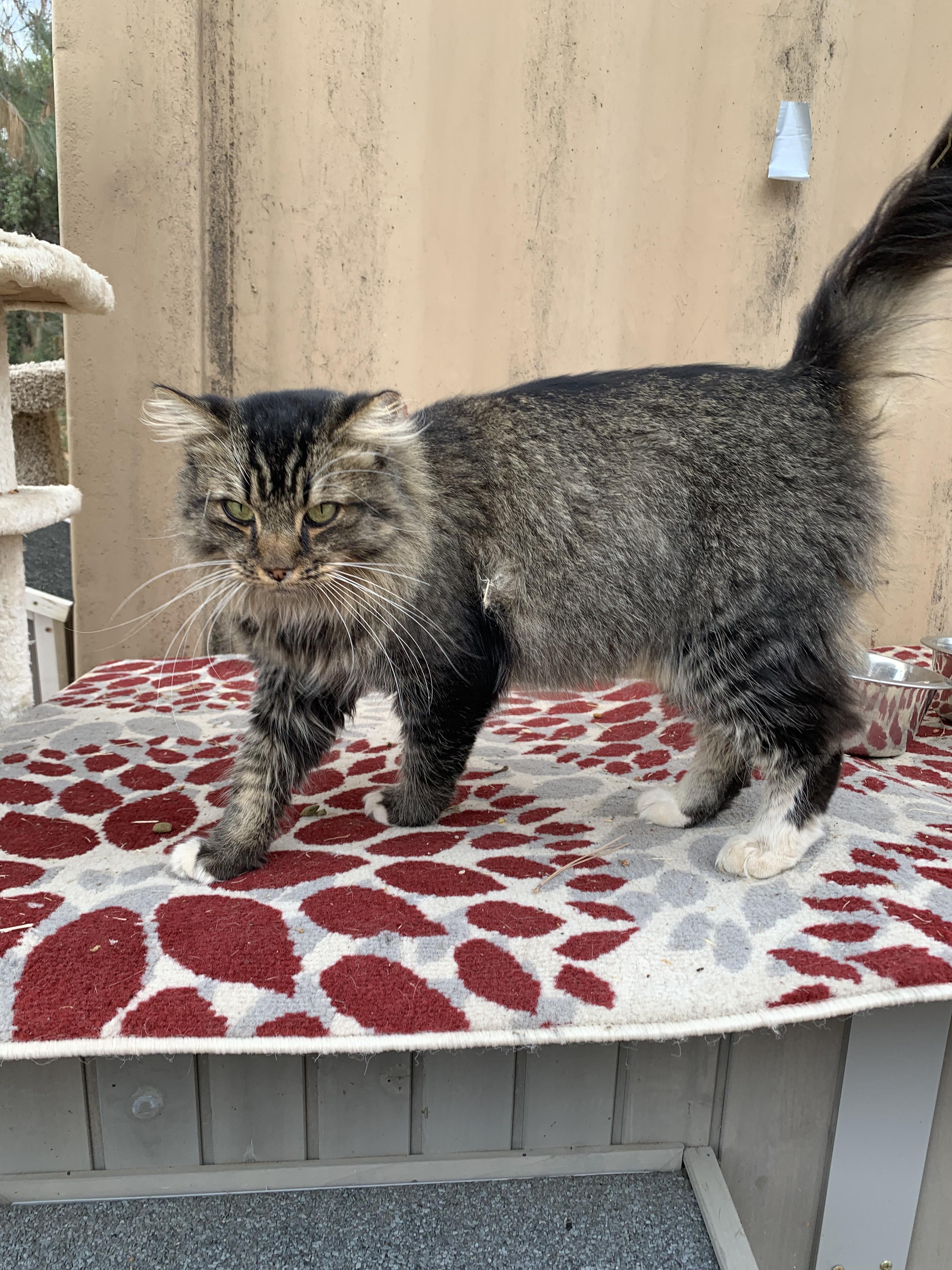 Enlarge Tall Boy, a Adoptable Domestic Long Hair in Grass Valley, CA image 4/4