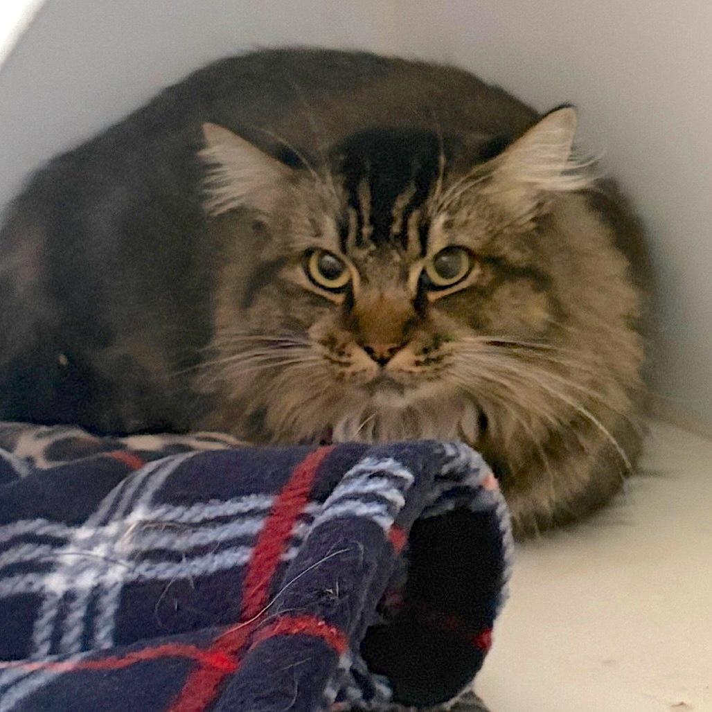 Enlarge Tall Boy, a Adoptable Domestic Long Hair in Grass Valley, CA image 1/4