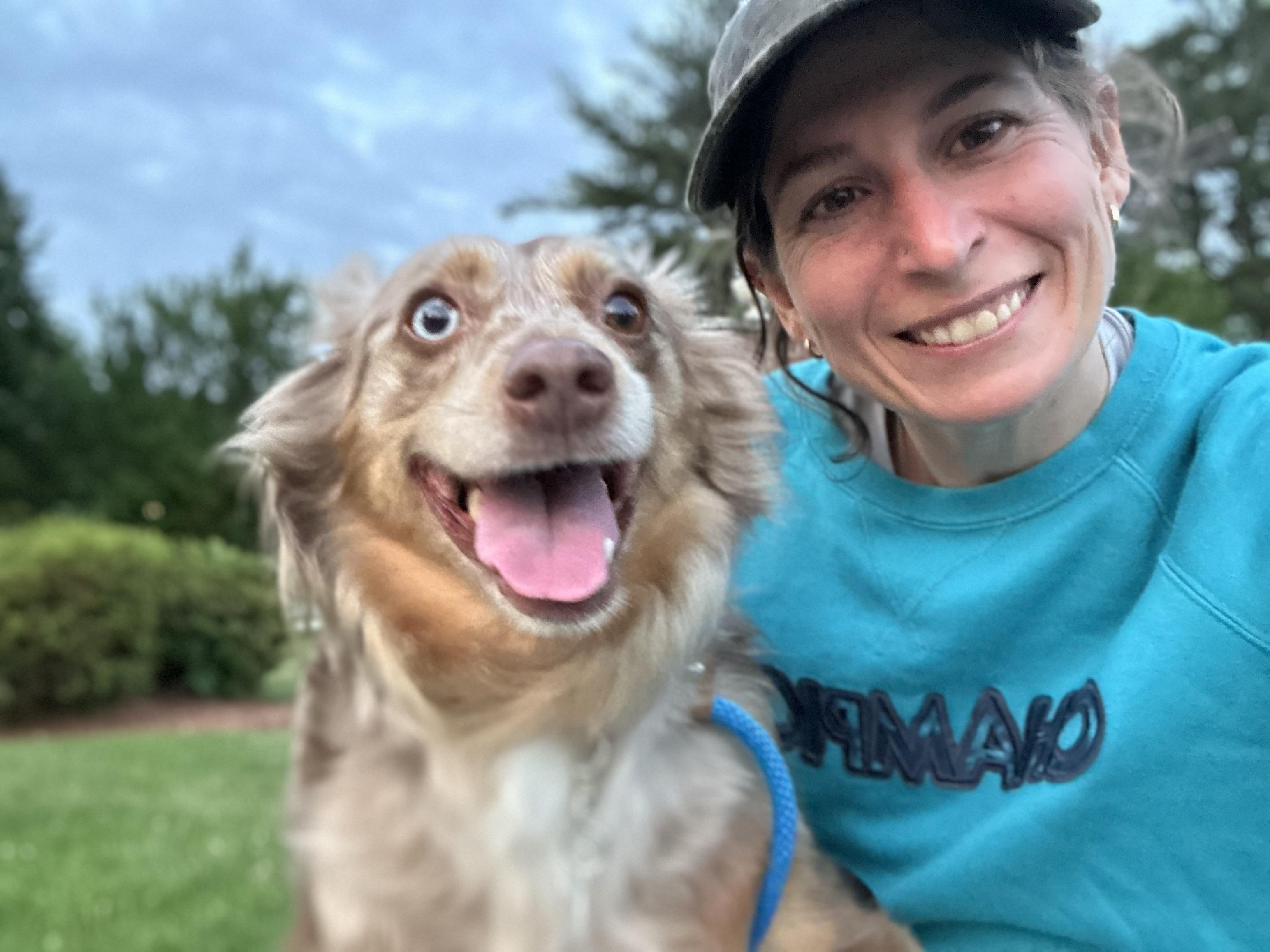 Enlarge Tilly, a Adoptable Australian Shepherd in Billerica, MA image 2/6