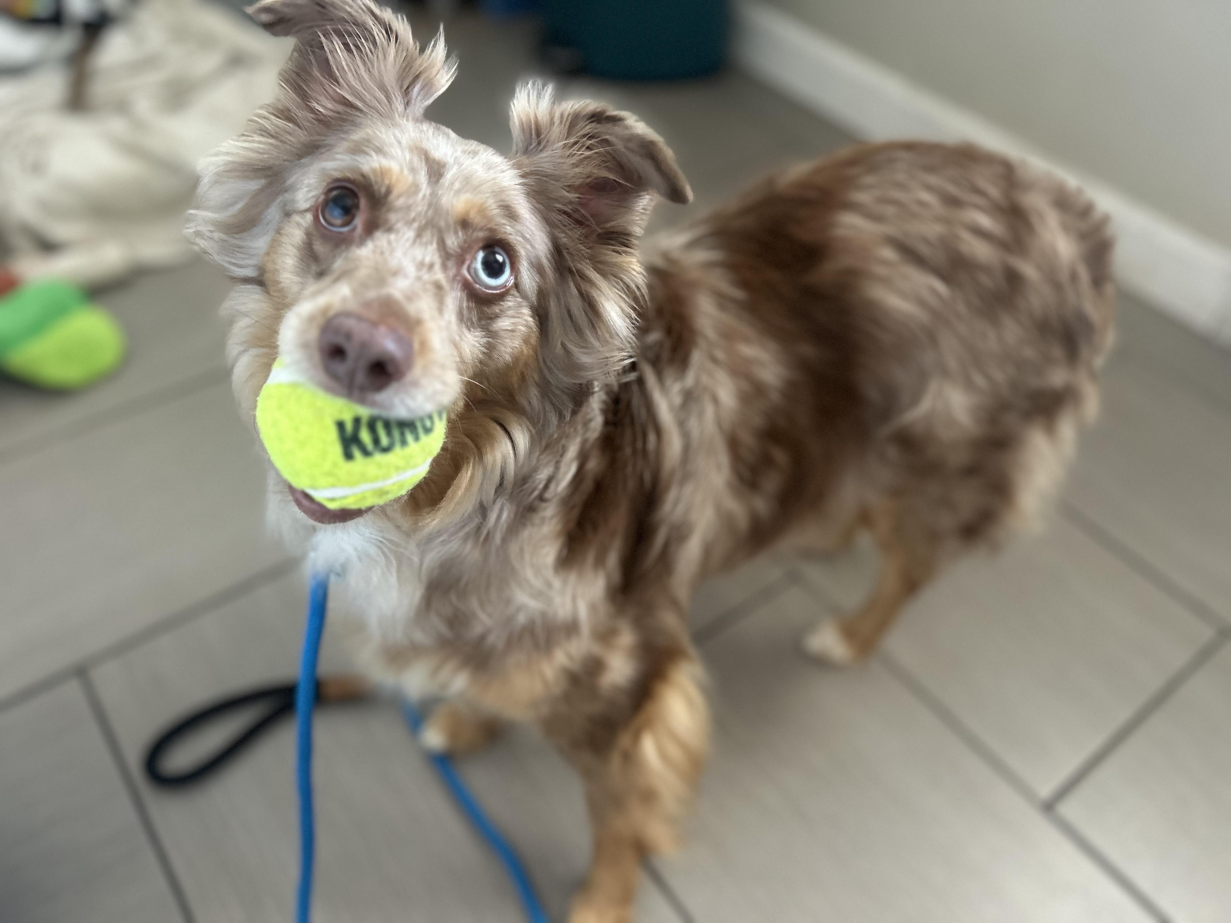 Enlarge Tilly, a Adoptable Australian Shepherd in Billerica, MA image 3/6