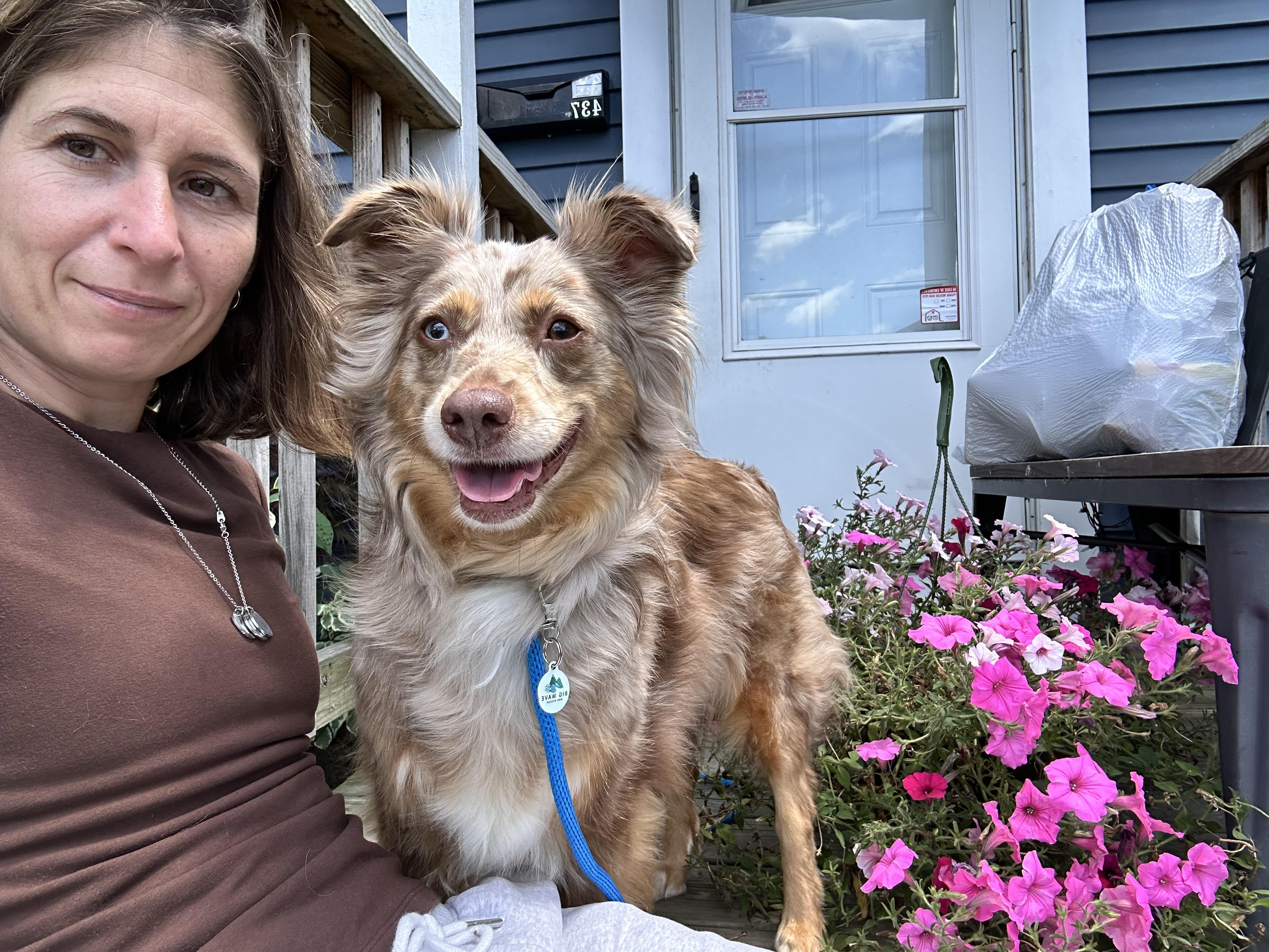 Enlarge Tilly, a Adoptable Australian Shepherd in Billerica, MA image 4/6