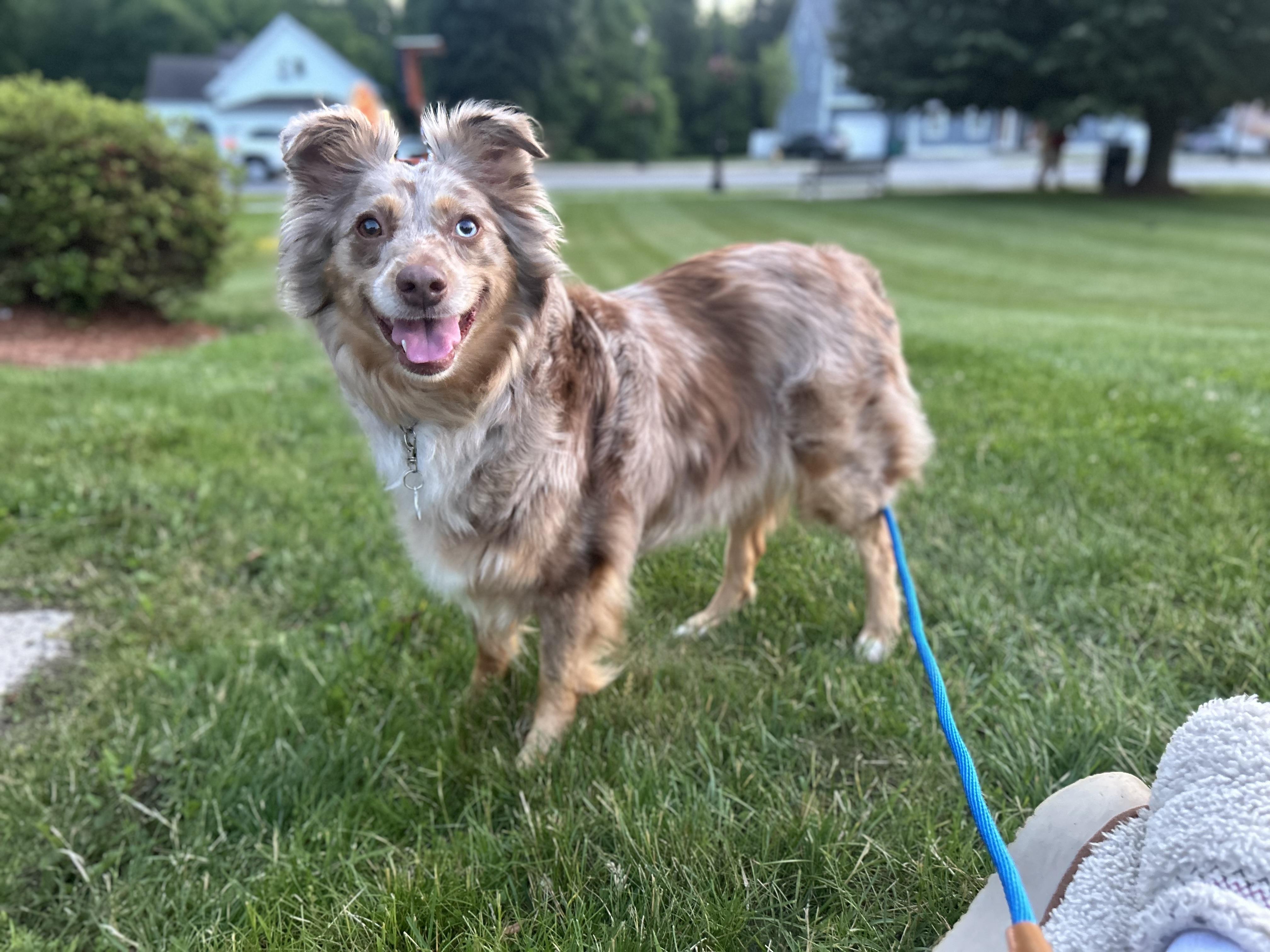 Enlarge Tilly, a Adoptable Australian Shepherd in Billerica, MA image 5/6