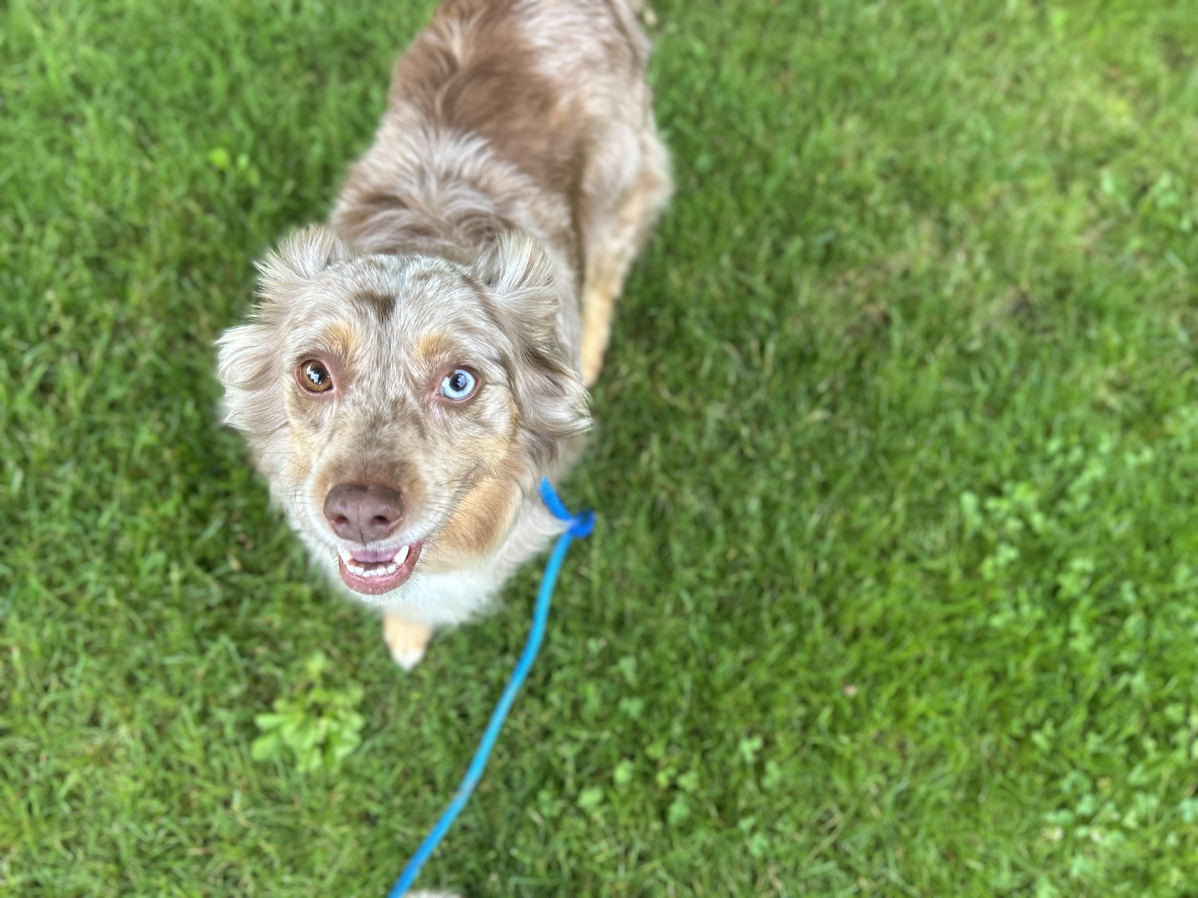 Tilly, Adoptable, Adult Female Australian Shepherd.