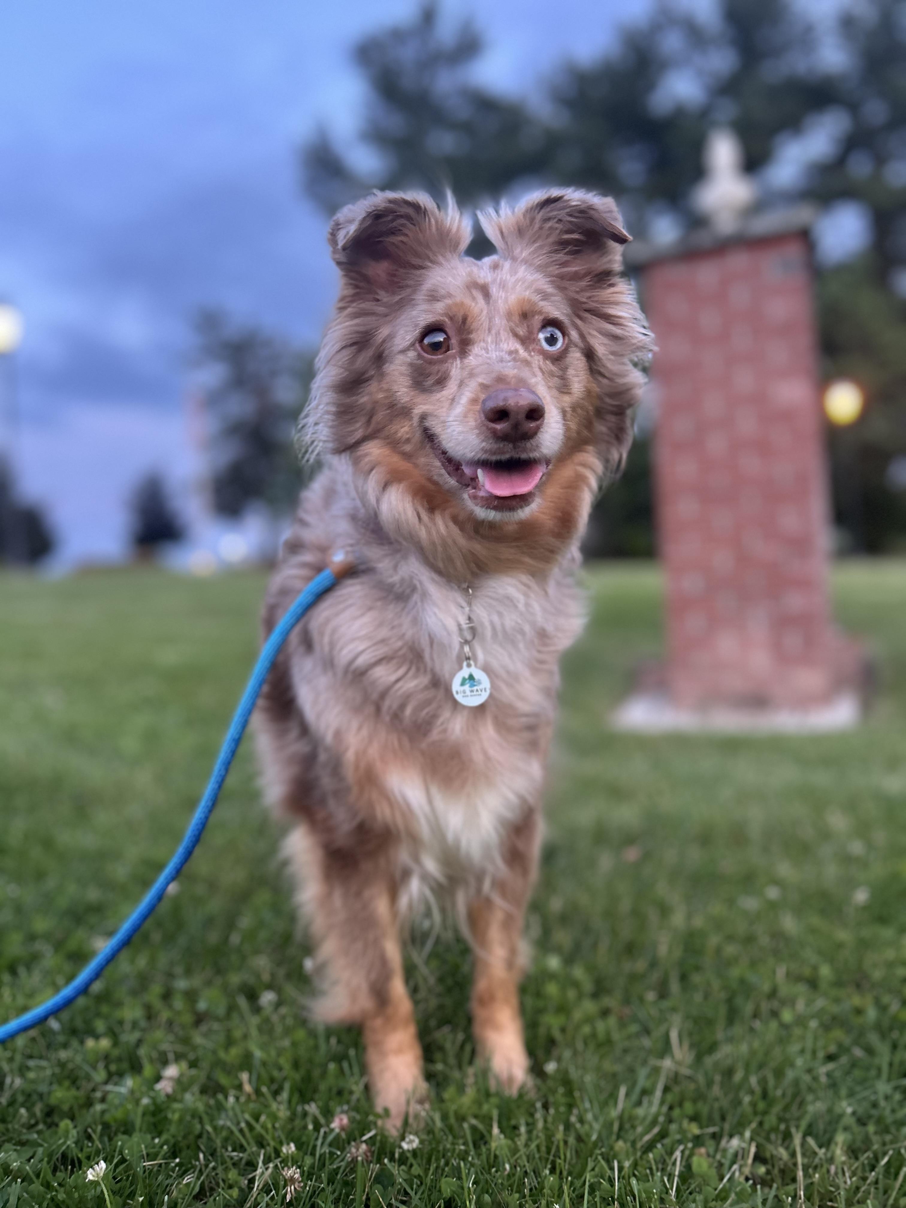 Enlarge Tilly, a Adoptable Australian Shepherd in Billerica, MA image 6/6