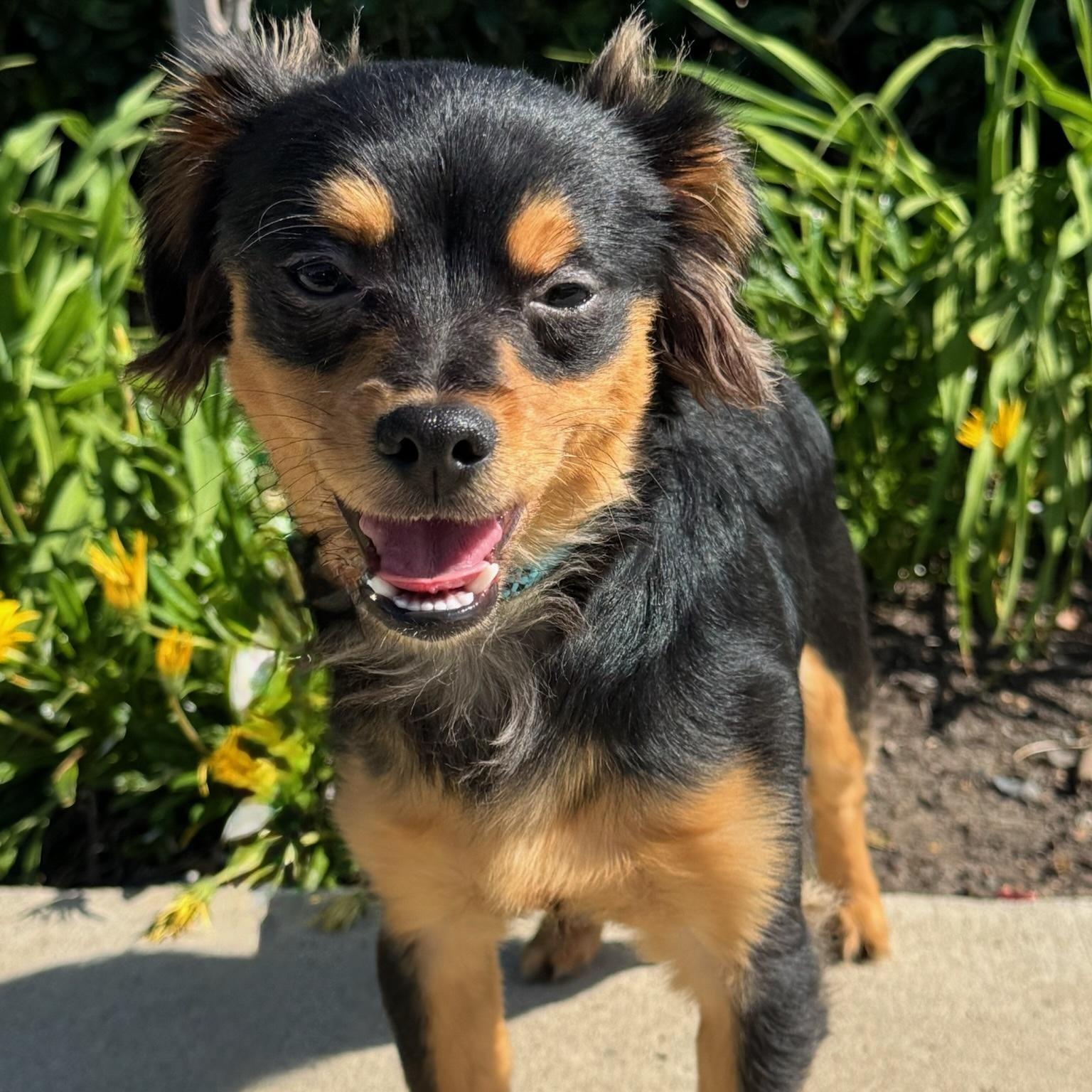 Enlarge Ricky Ricardo, an adopted mixed breed in Newport Beach, CA image 2/4