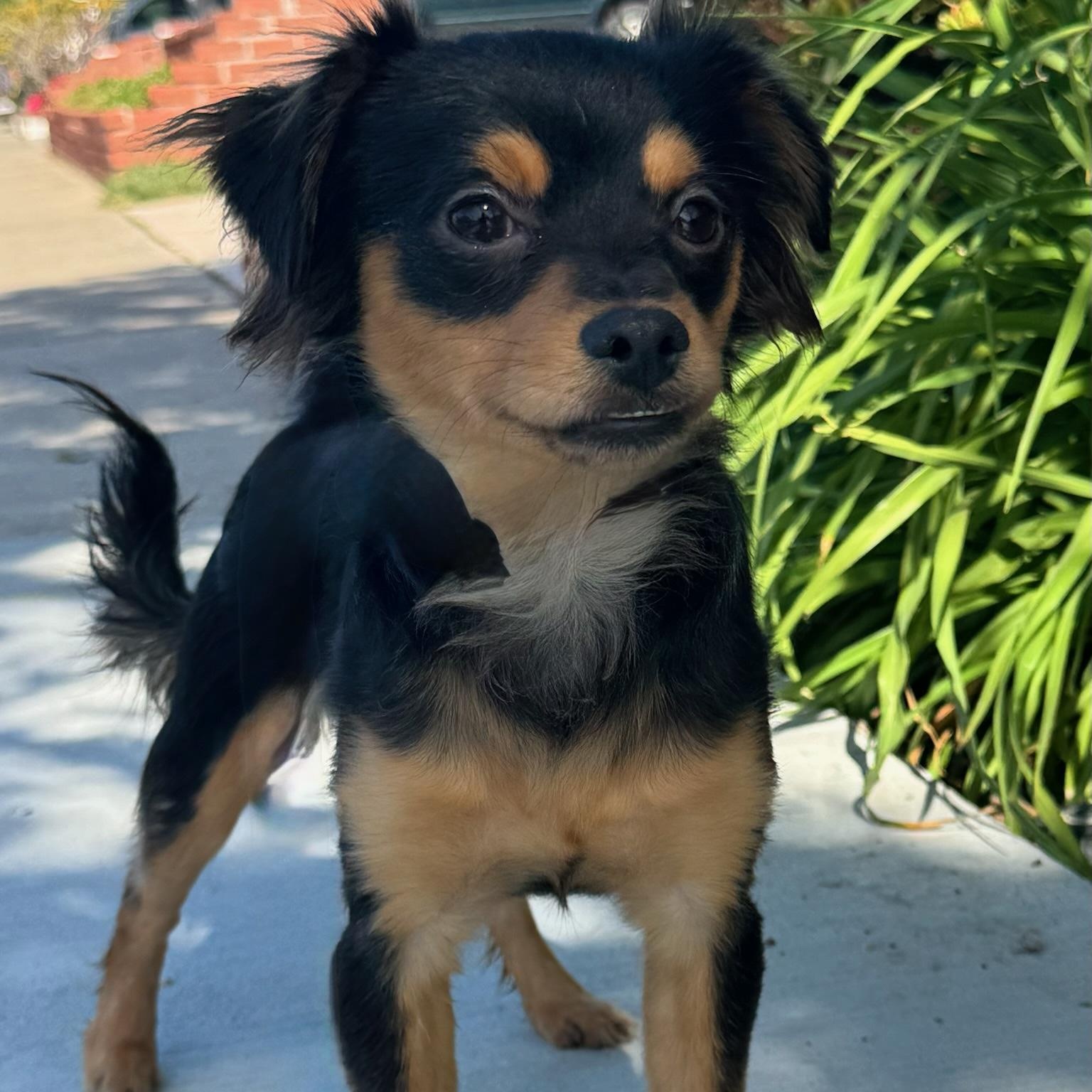 Enlarge Ricky Ricardo, an adopted mixed breed in Newport Beach, CA image 4/4