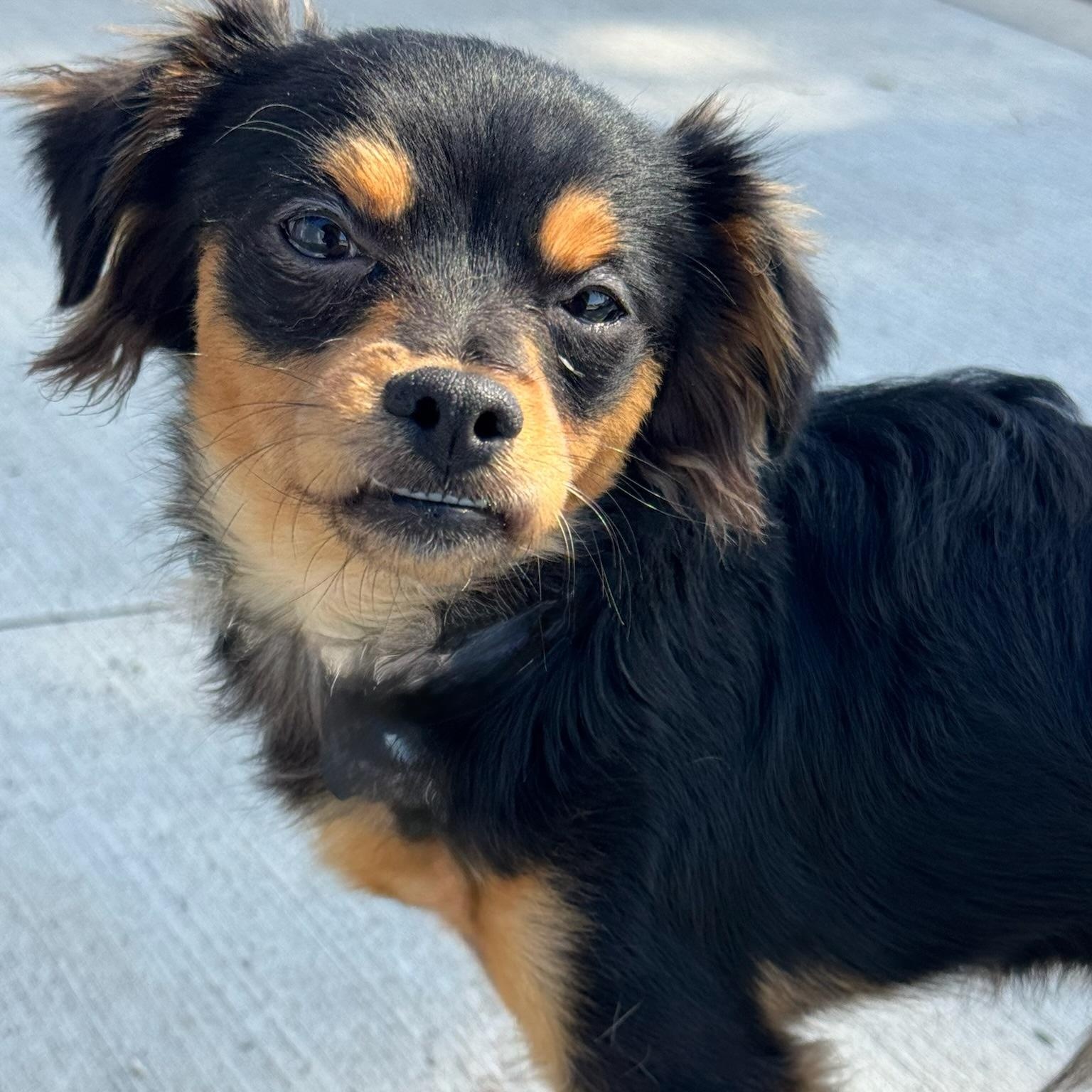 Ricky Ricardo, adopted, Young Male Chihuahua.