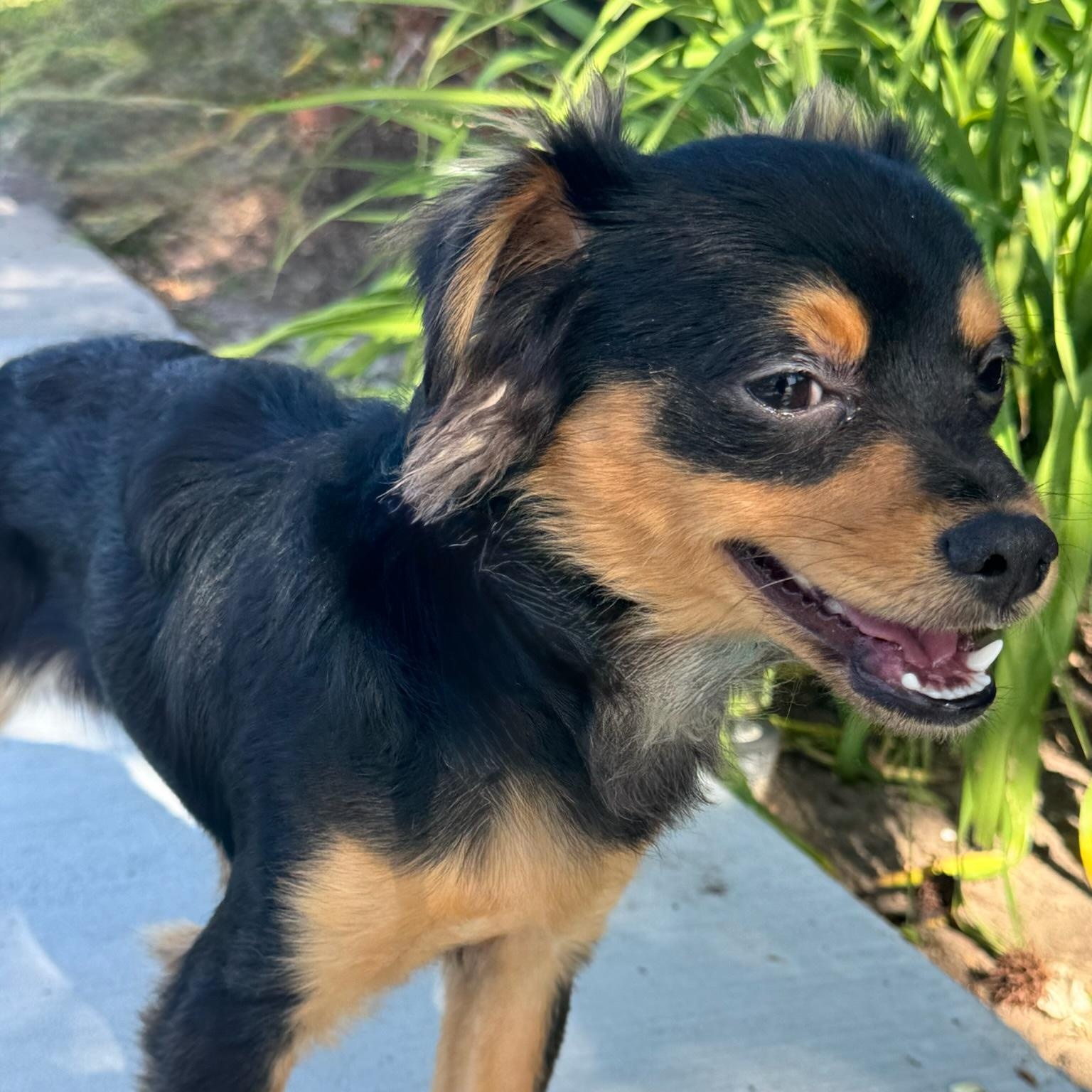 Enlarge Ricky Ricardo, an adopted mixed breed in Newport Beach, CA image 3/4