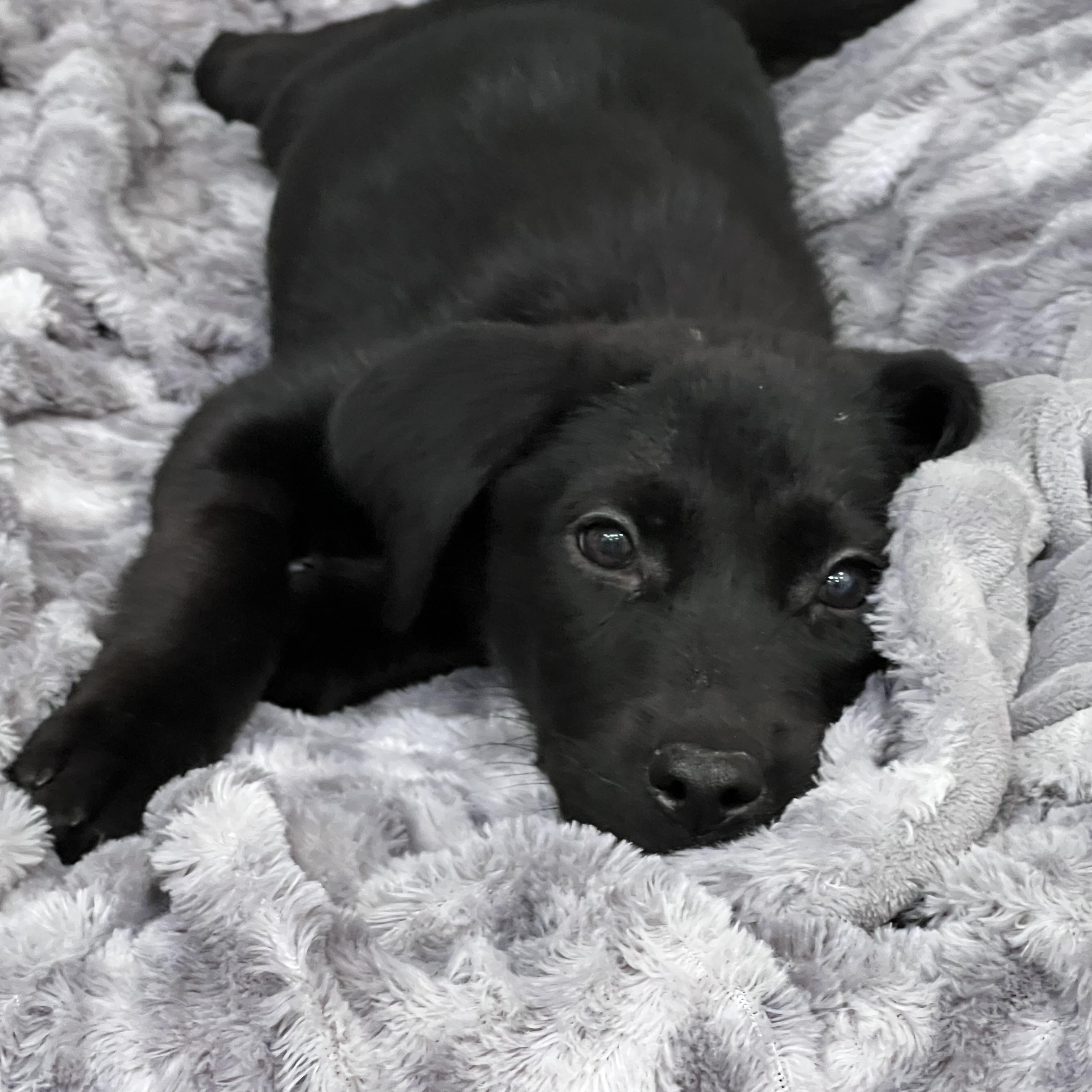 Enlarge Murphy, a Adopted mixed breed in St Augustine, FL image 3/4