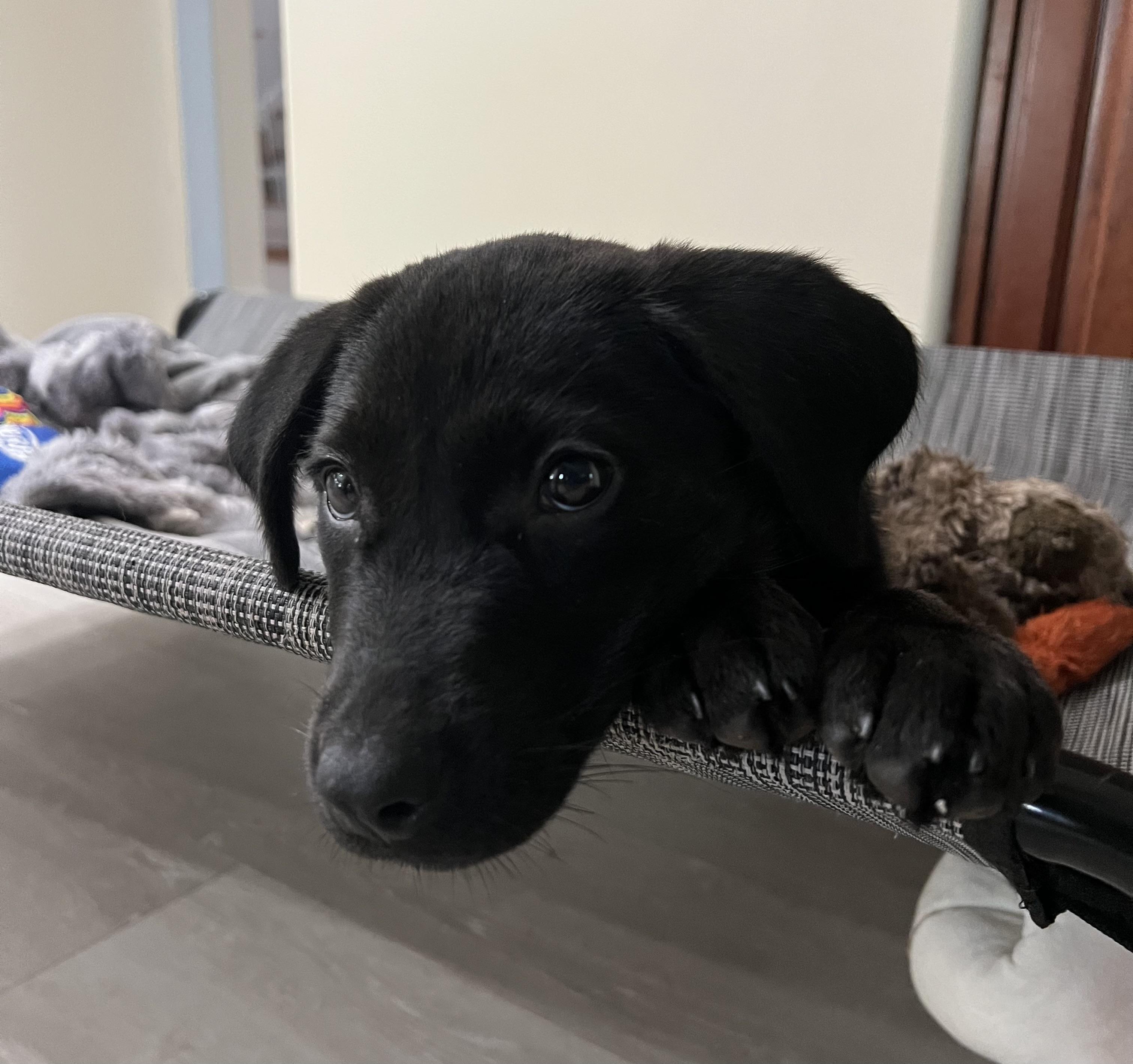 Enlarge Murphy, a Adopted mixed breed in St Augustine, FL image 4/4