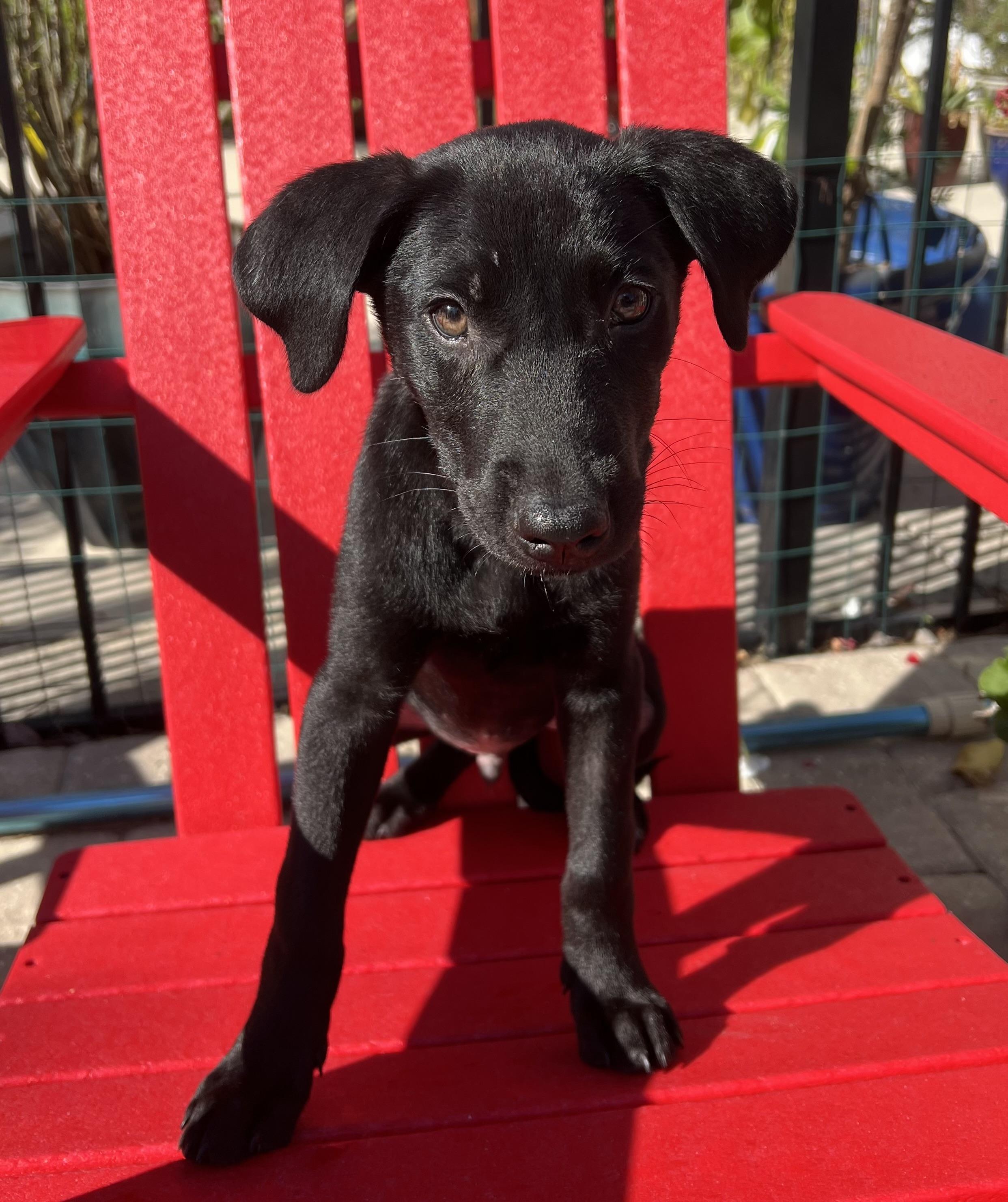 Enlarge Murphy, a Adopted mixed breed in St Augustine, FL image 1/4