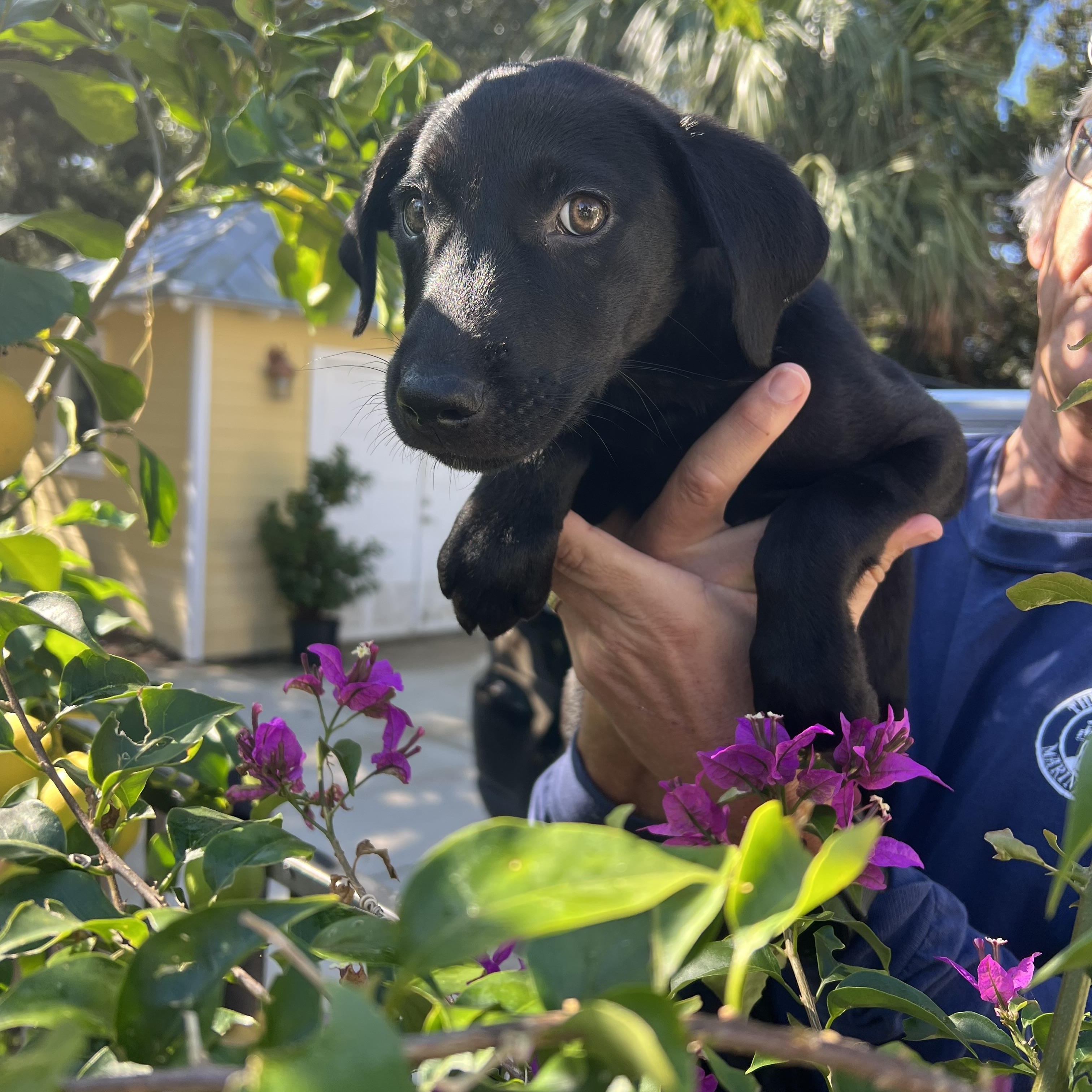 Enlarge Murphy, a Adopted mixed breed in St Augustine, FL image 2/4