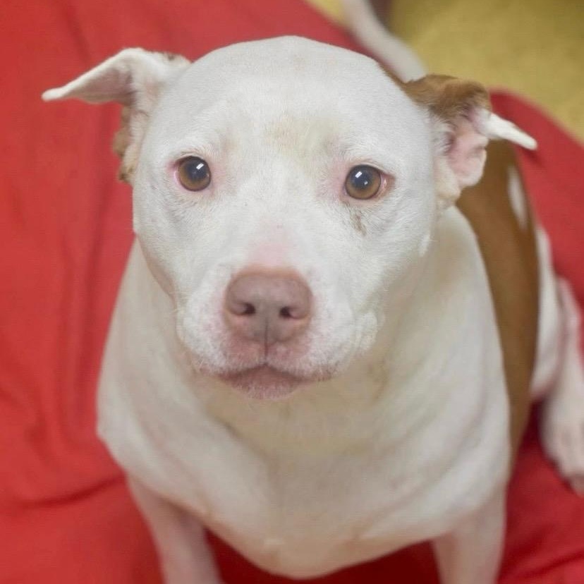 PATCHES, ADOPTABLE, Adult Female Pit Bull Terrier.