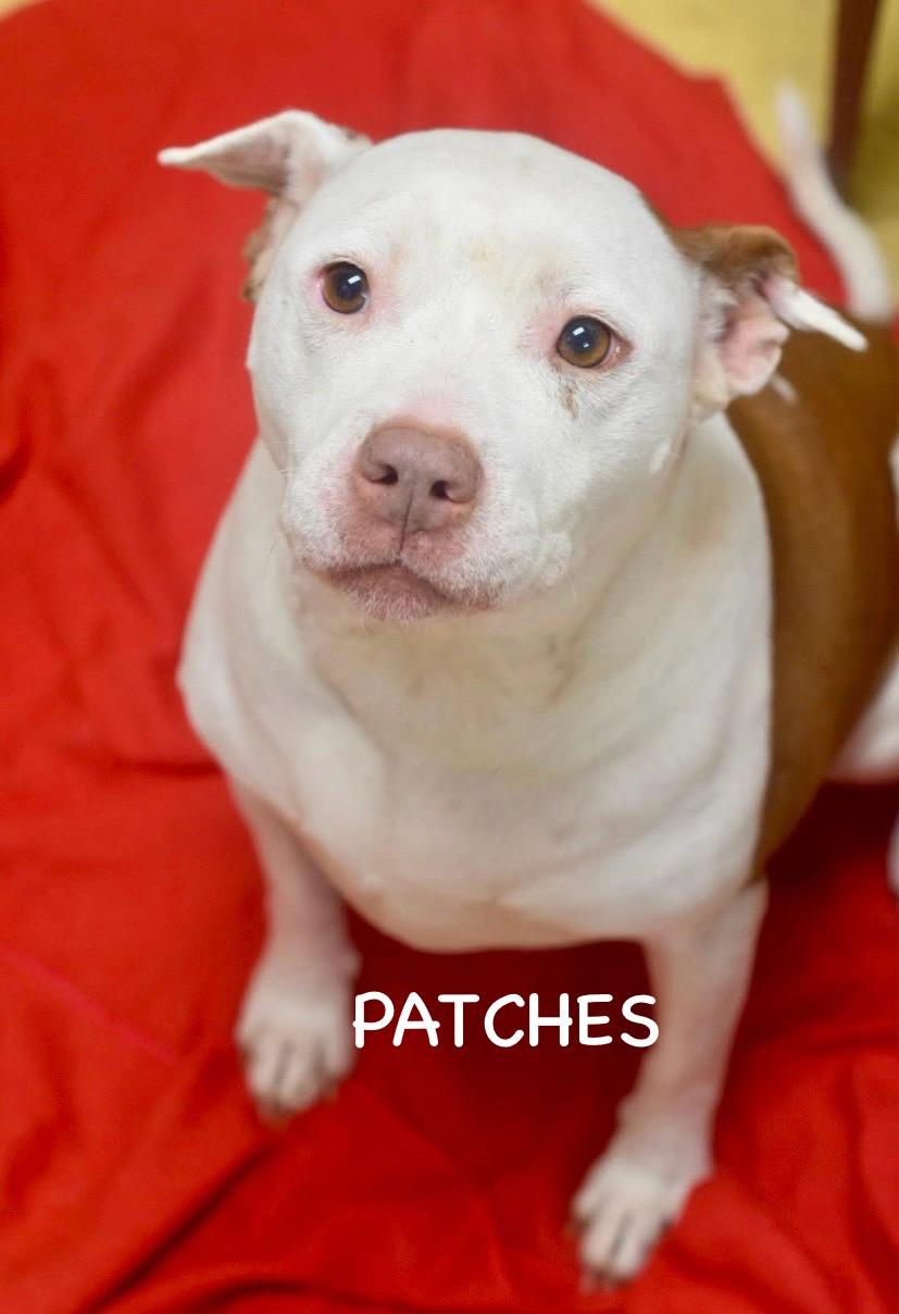 Enlarge PATCHES, a ADOPTABLE mixed breed in Bowling Green, OH image 2/5