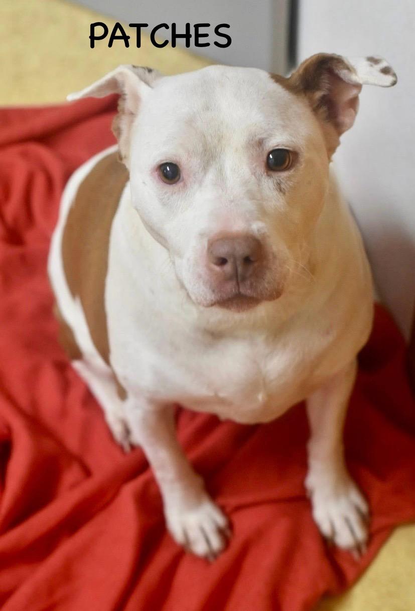 Enlarge PATCHES, a ADOPTABLE mixed breed in Bowling Green, OH image 3/5