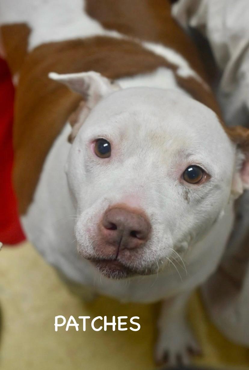 Enlarge PATCHES, a ADOPTABLE mixed breed in Bowling Green, OH image 4/5
