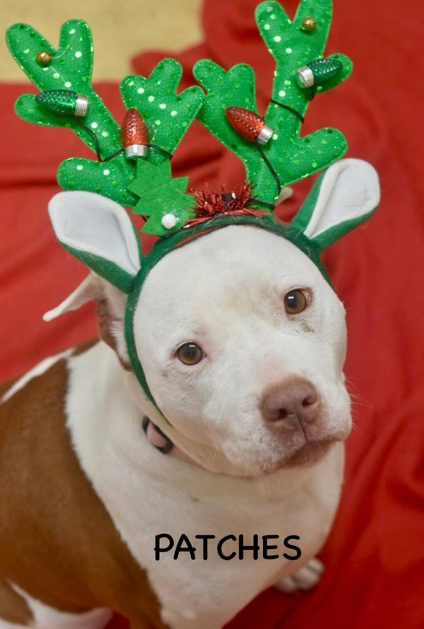 Enlarge PATCHES, a ADOPTABLE mixed breed in Bowling Green, OH image 5/5