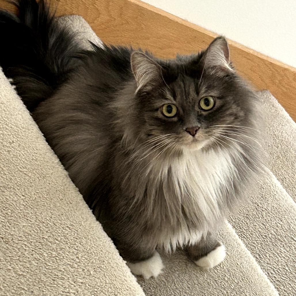 Enlarge Emma, a Adoptable Domestic Long Hair in Middleton, WI image 2/6