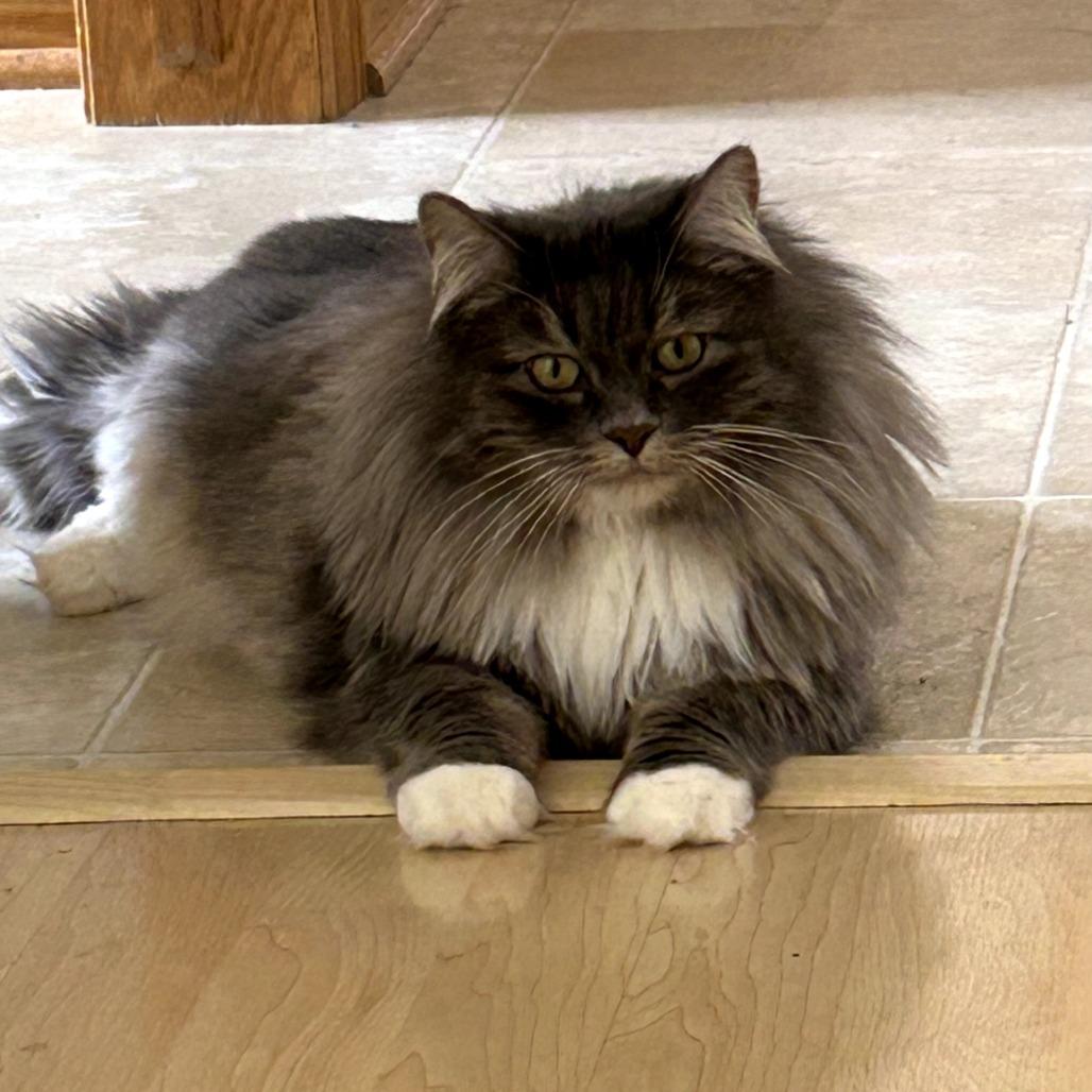 Enlarge Emma, a Adoptable Domestic Long Hair in Middleton, WI image 3/6