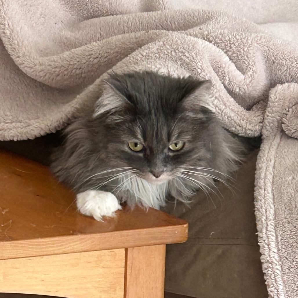 Enlarge Emma, a Adoptable Domestic Long Hair in Middleton, WI image 4/6
