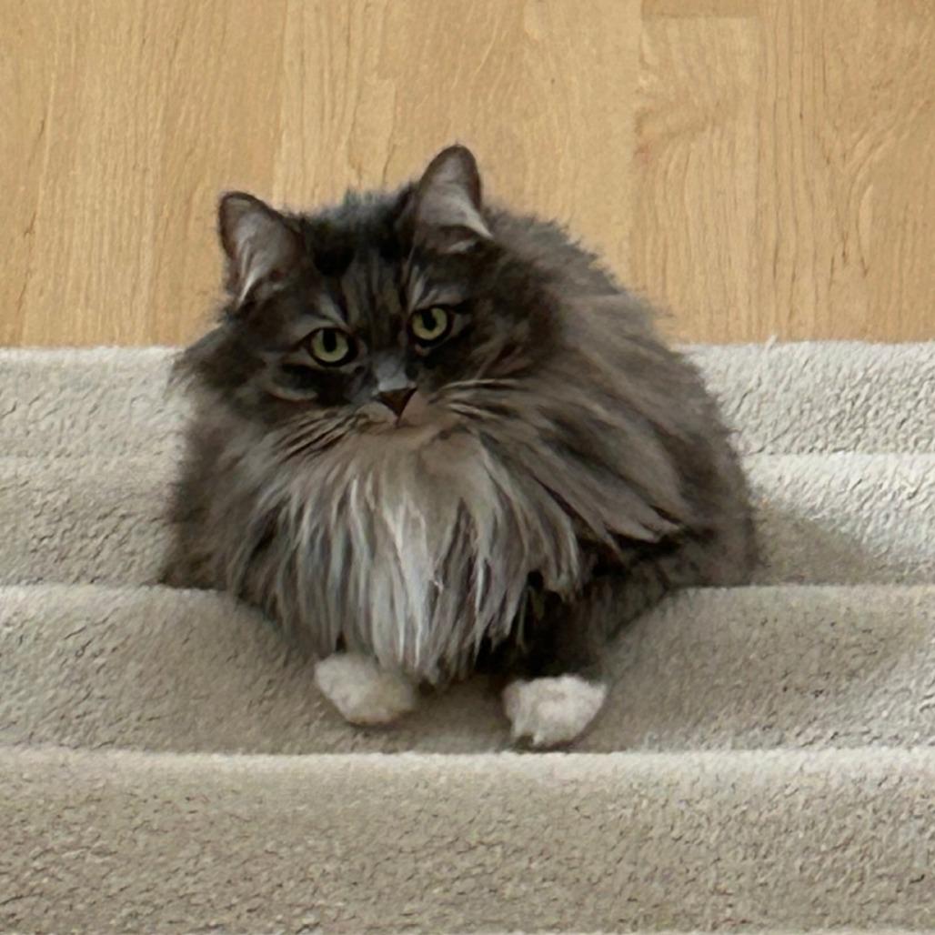 Enlarge Emma, a Adoptable Domestic Long Hair in Middleton, WI image 5/6
