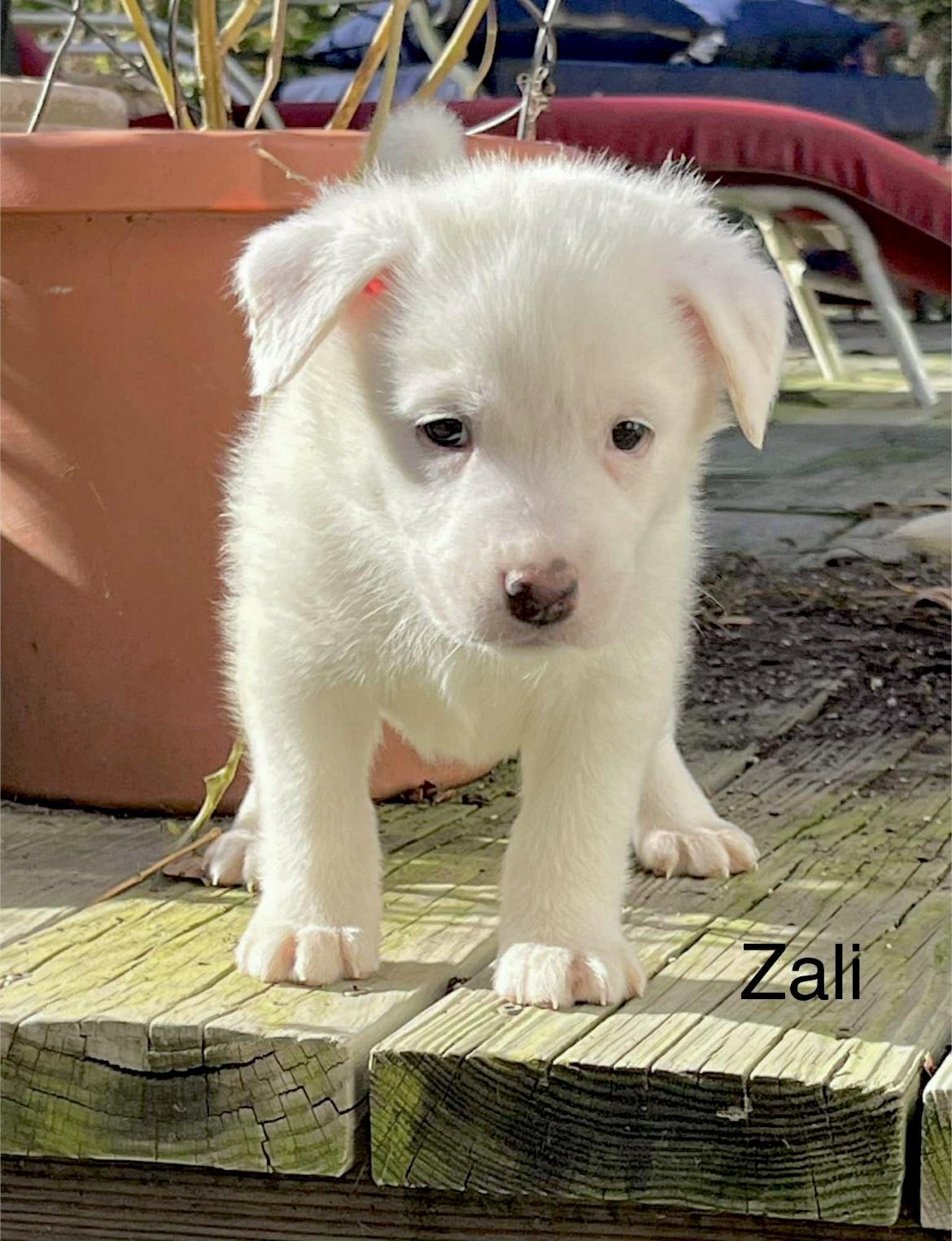 Zali