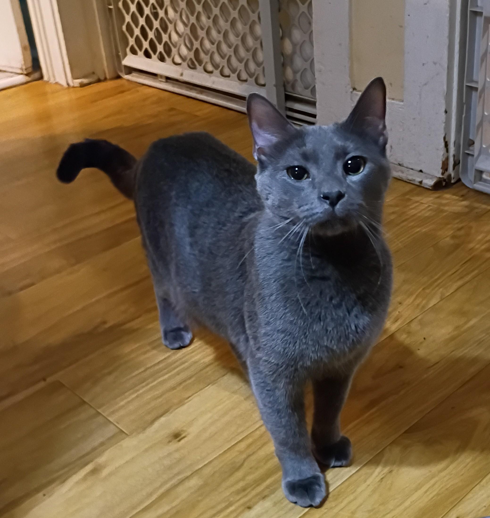 Cliff - gentle & loving, ADOPTABLE, Adult Male Russian Blue & Domestic Short Hair.
