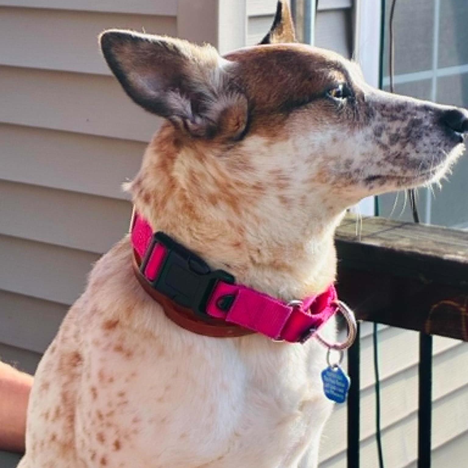 Enlarge Amelia, a ADOPTABLE mixed breed in Cherry Hill, NJ image 6/6