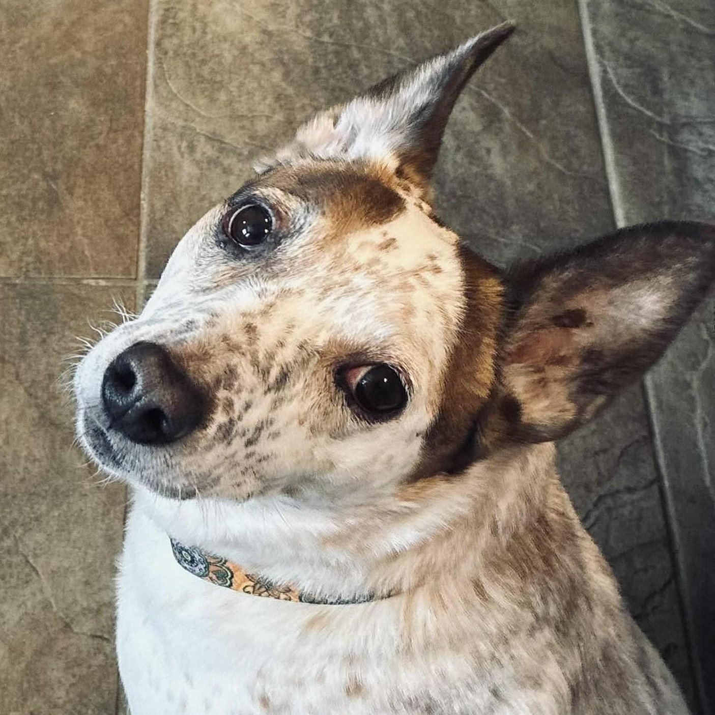 Enlarge Amelia, a ADOPTABLE mixed breed in Cherry Hill, NJ image 3/6