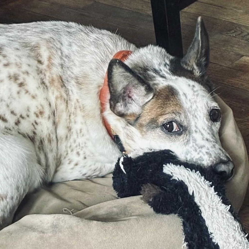 Enlarge Amelia, a ADOPTABLE mixed breed in Cherry Hill, NJ image 4/6