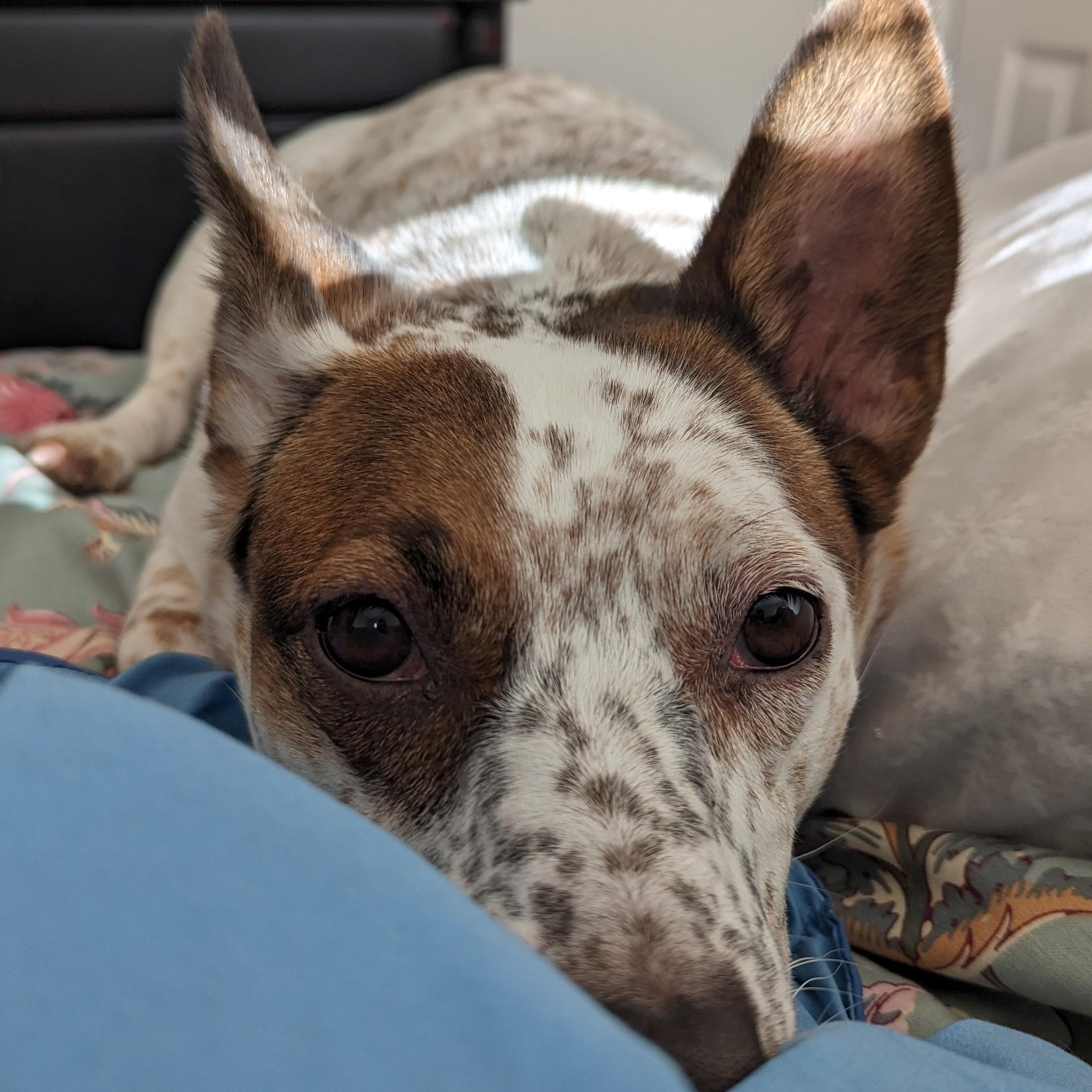 Enlarge Amelia, a ADOPTABLE mixed breed in Cherry Hill, NJ image 5/6