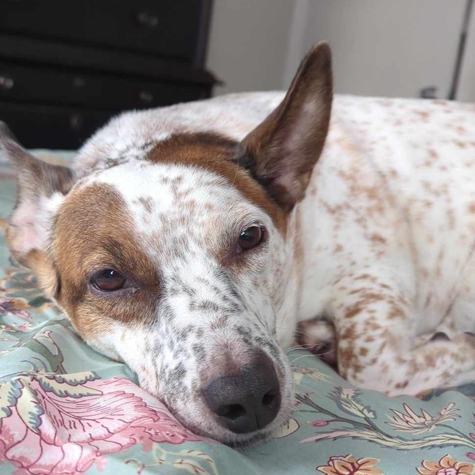 Enlarge Amelia, a ADOPTABLE mixed breed in Cherry Hill, NJ image 6/6