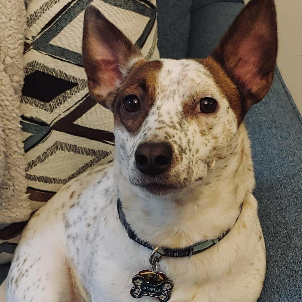 Amelia, ADOPTABLE, Adult Female Jack Russell Terrier & Australian Cattle Dog / Blue Heeler.
