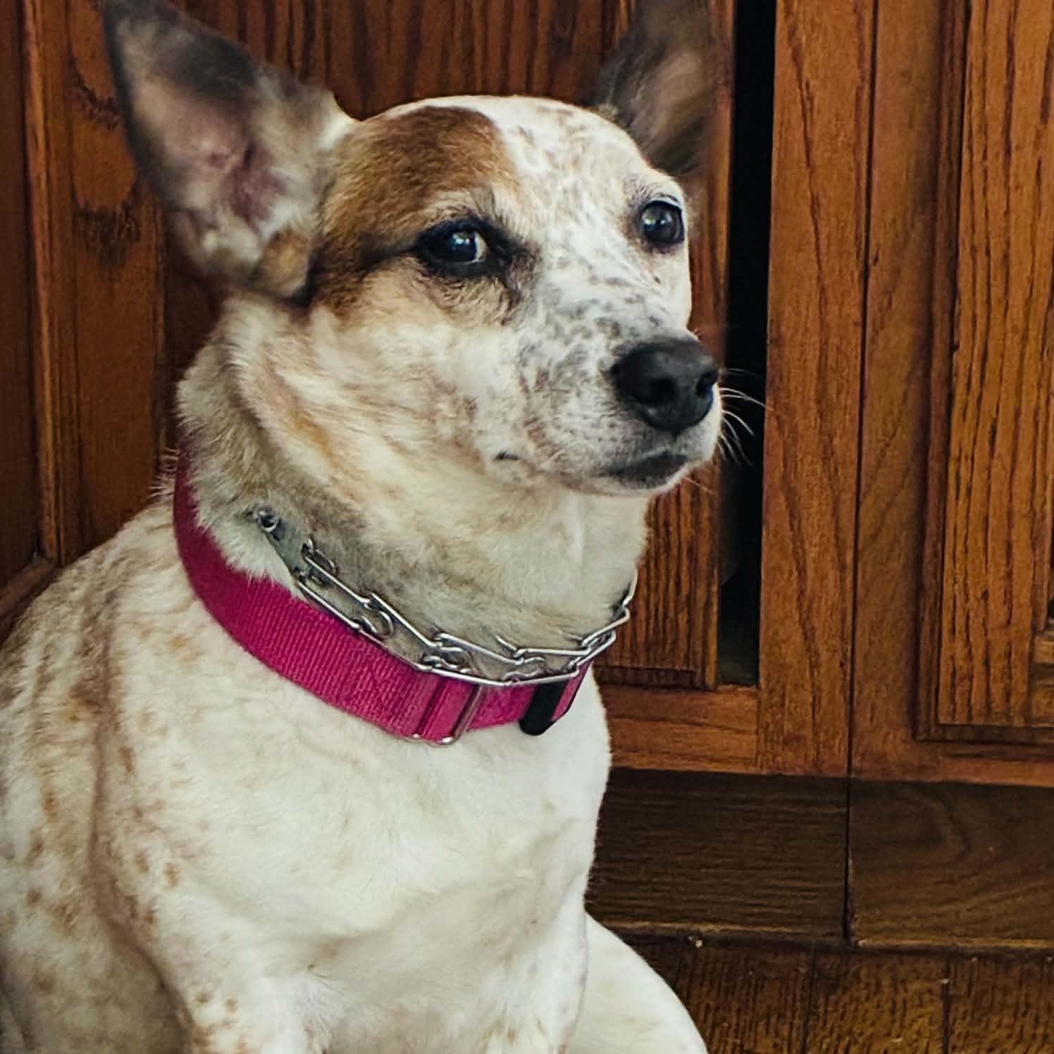 Enlarge Amelia, a ADOPTABLE mixed breed in Cherry Hill, NJ image 1/6