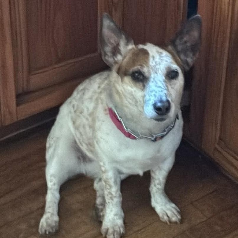 Enlarge Amelia, a ADOPTABLE mixed breed in Cherry Hill, NJ image 2/6