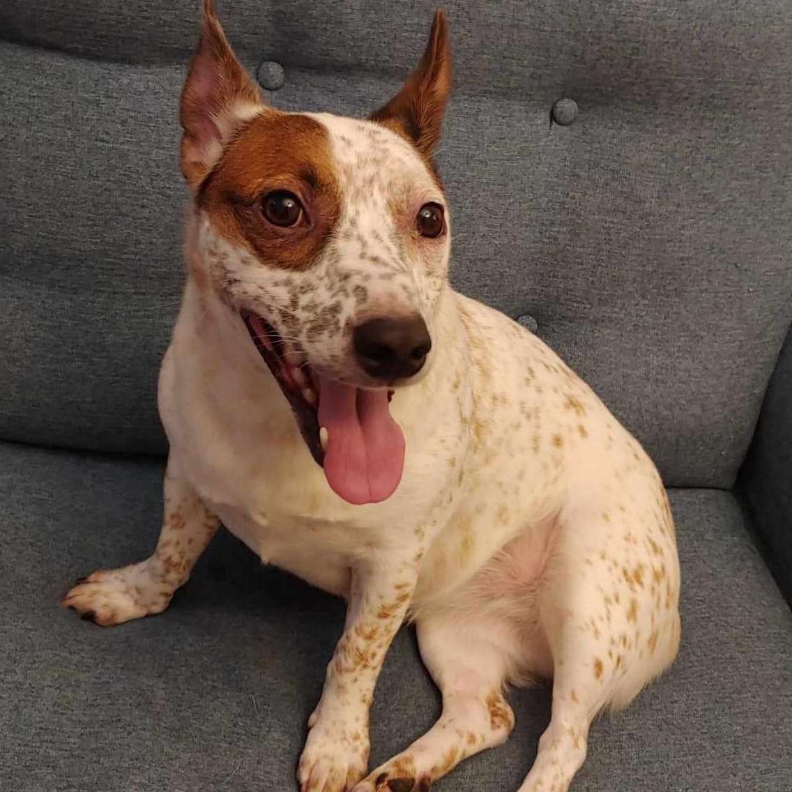 Enlarge Amelia, a ADOPTABLE mixed breed in Cherry Hill, NJ image 2/6