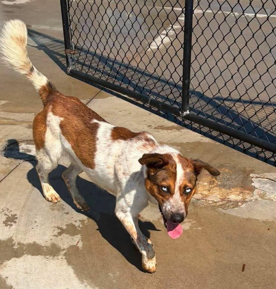 Jethro, Adoptable, Adult Male Cattle Dog.