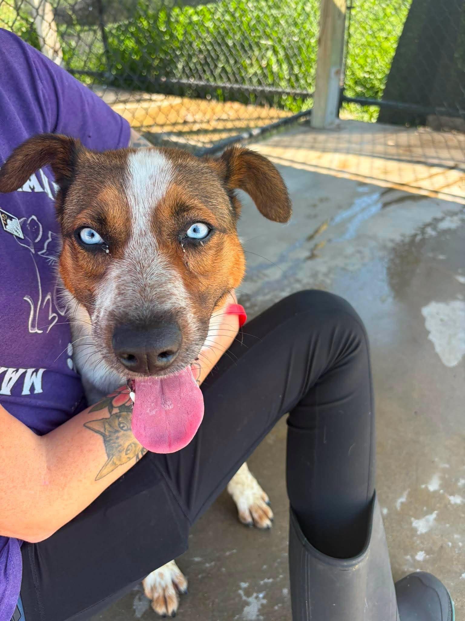 Enlarge Jethro, a Adoptable Cattle Dog in Knoxville, IA image 2/3