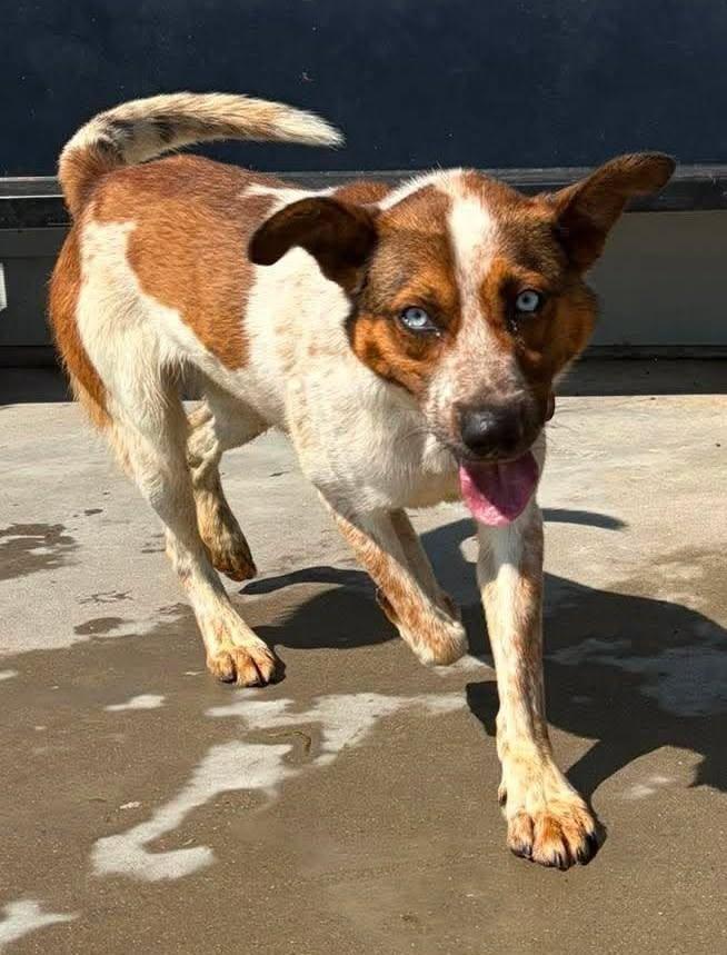 Enlarge Jethro, a Adoptable Cattle Dog in Knoxville, IA image 3/3