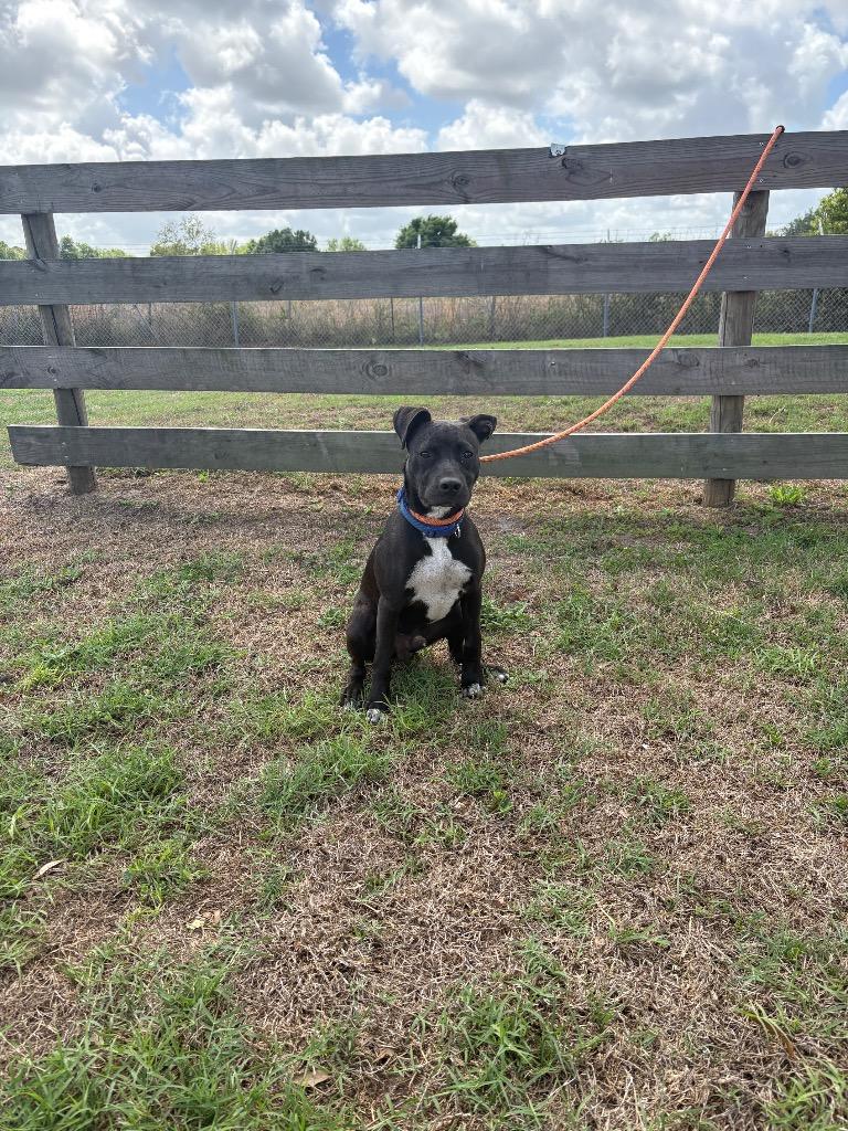 Enlarge Bear, a Adoptable Pit Bull Terrier in Wauchula, FL image 1/1