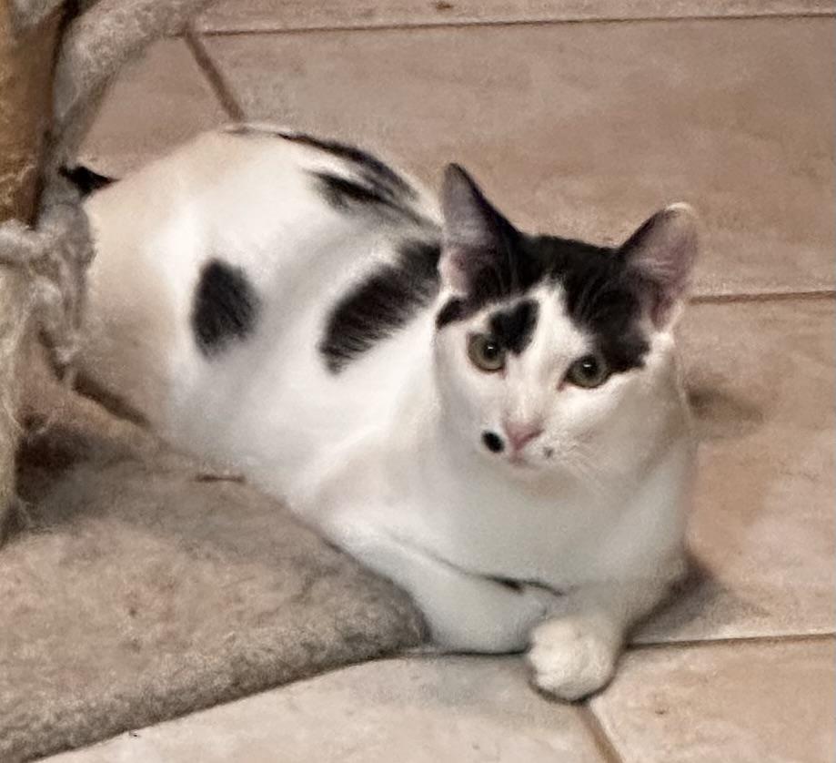 Enlarge Arthur, an adopted Domestic Short Hair in Lake Worth, FL image 1/1