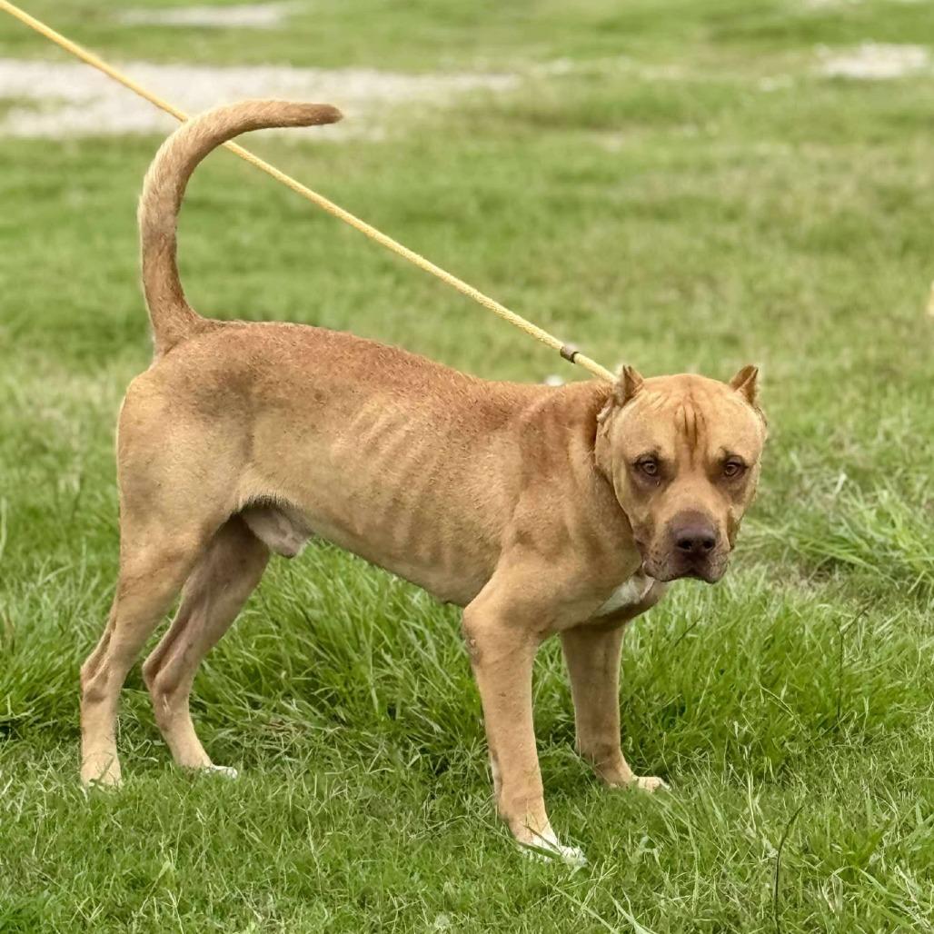 Howard, Adoptable, Adult Male Mixed Breed.