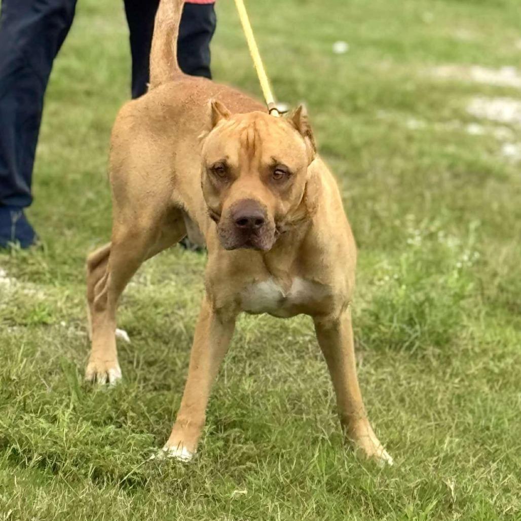 Enlarge Howard, a Adoptable Mixed Breed in Dickinson, TX image 2/6