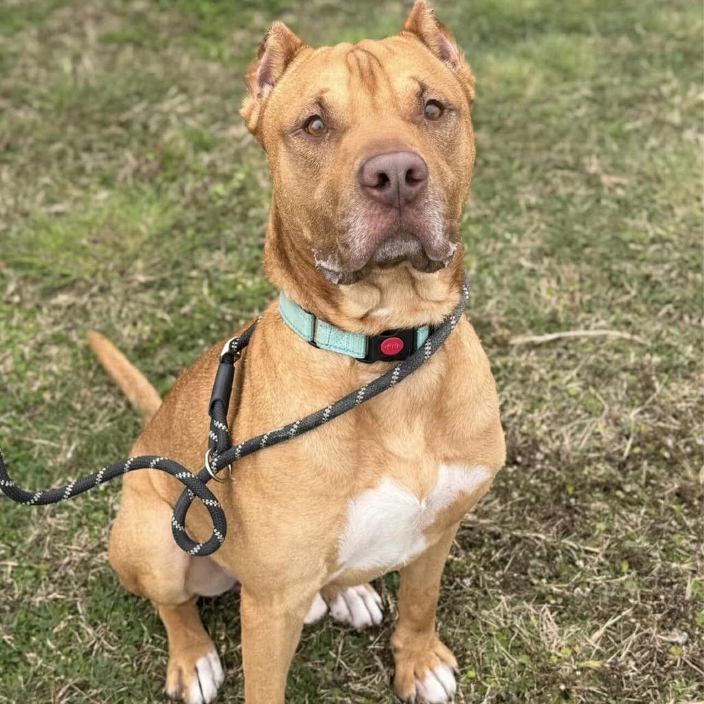 Enlarge Howard, a Adoptable Mixed Breed in Dickinson, TX image 4/6