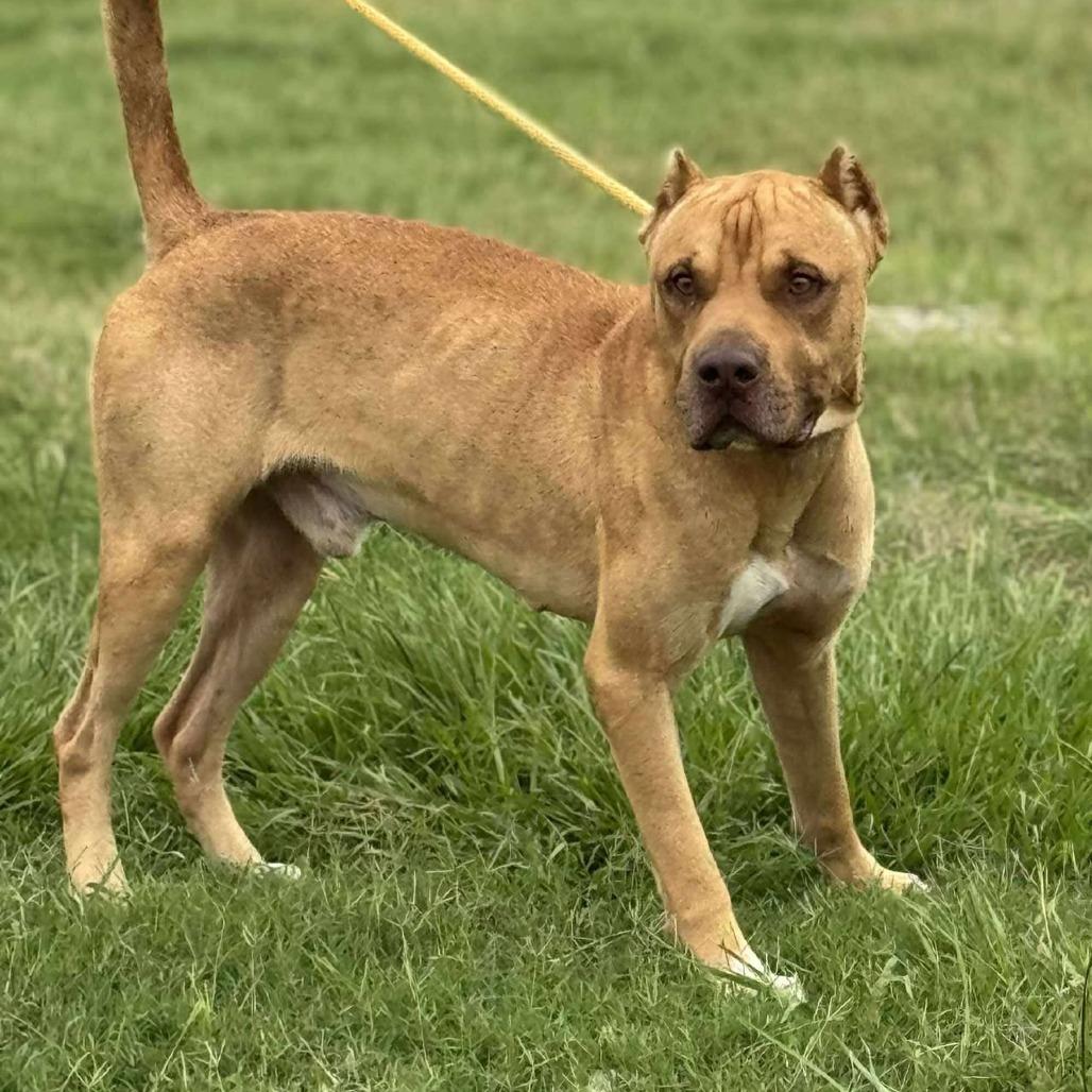 Enlarge Howard, a Adoptable Mixed Breed in Dickinson, TX image 4/6