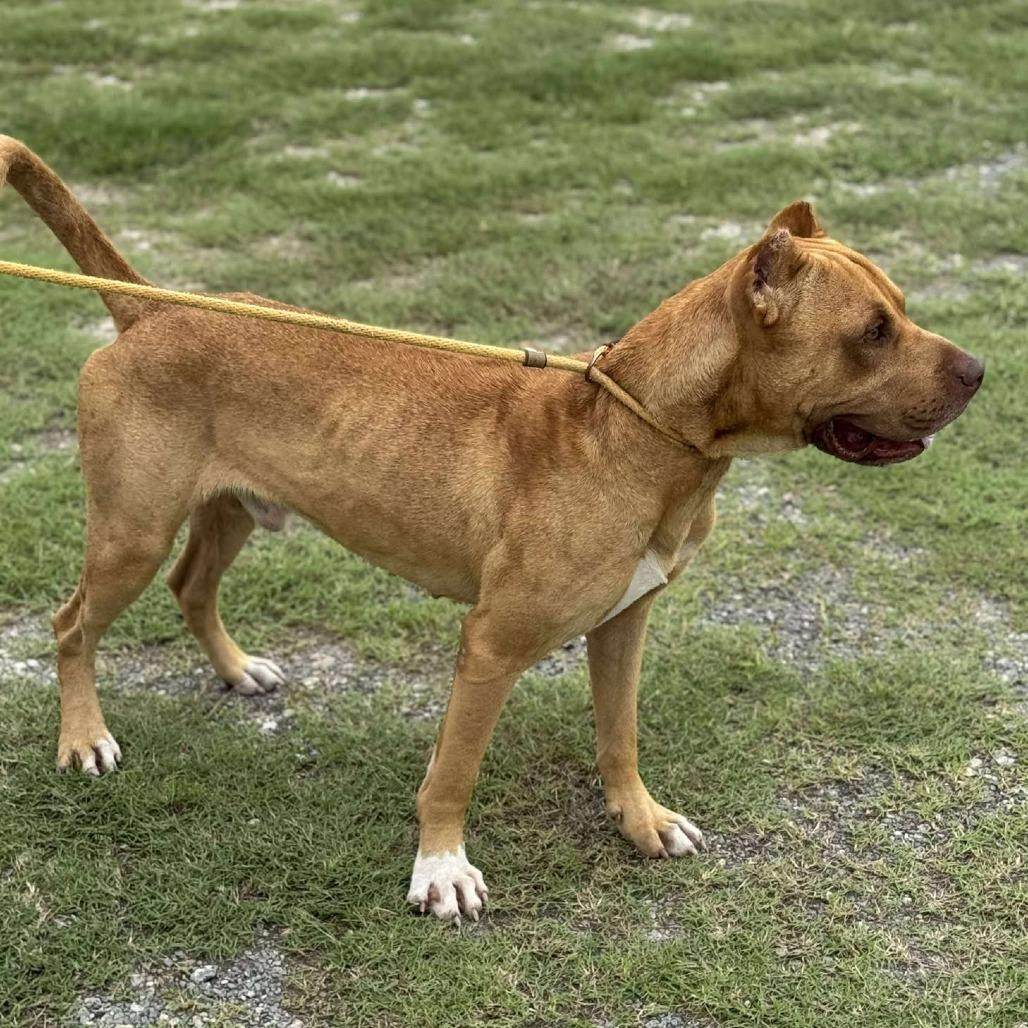 Enlarge Howard, a Adoptable Mixed Breed in Dickinson, TX image 5/6